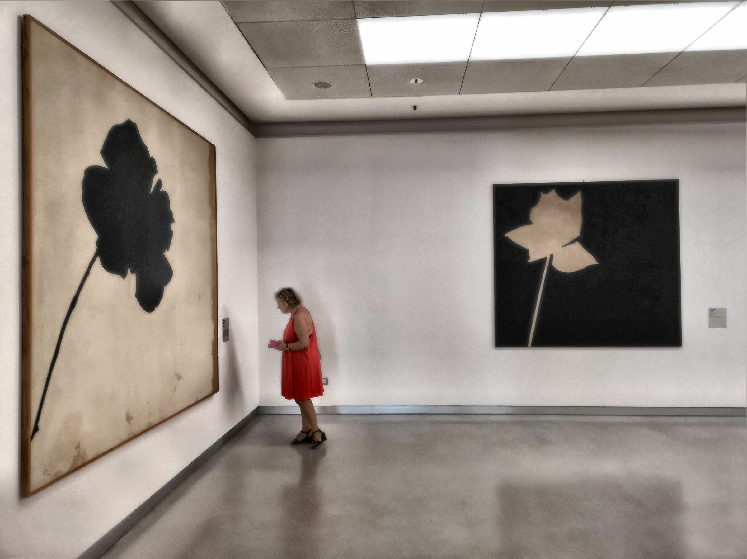 Rosa nera, Maria Rosa, Rosa bianca