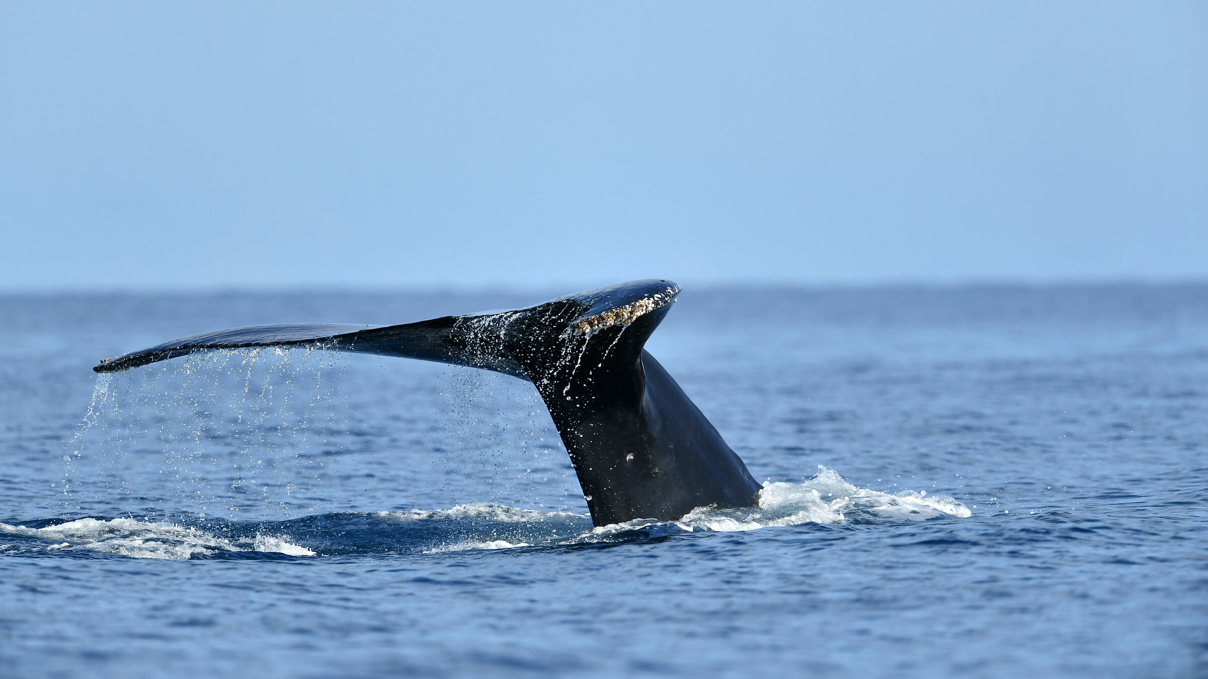 Humpback whale in the Mozambique Canal