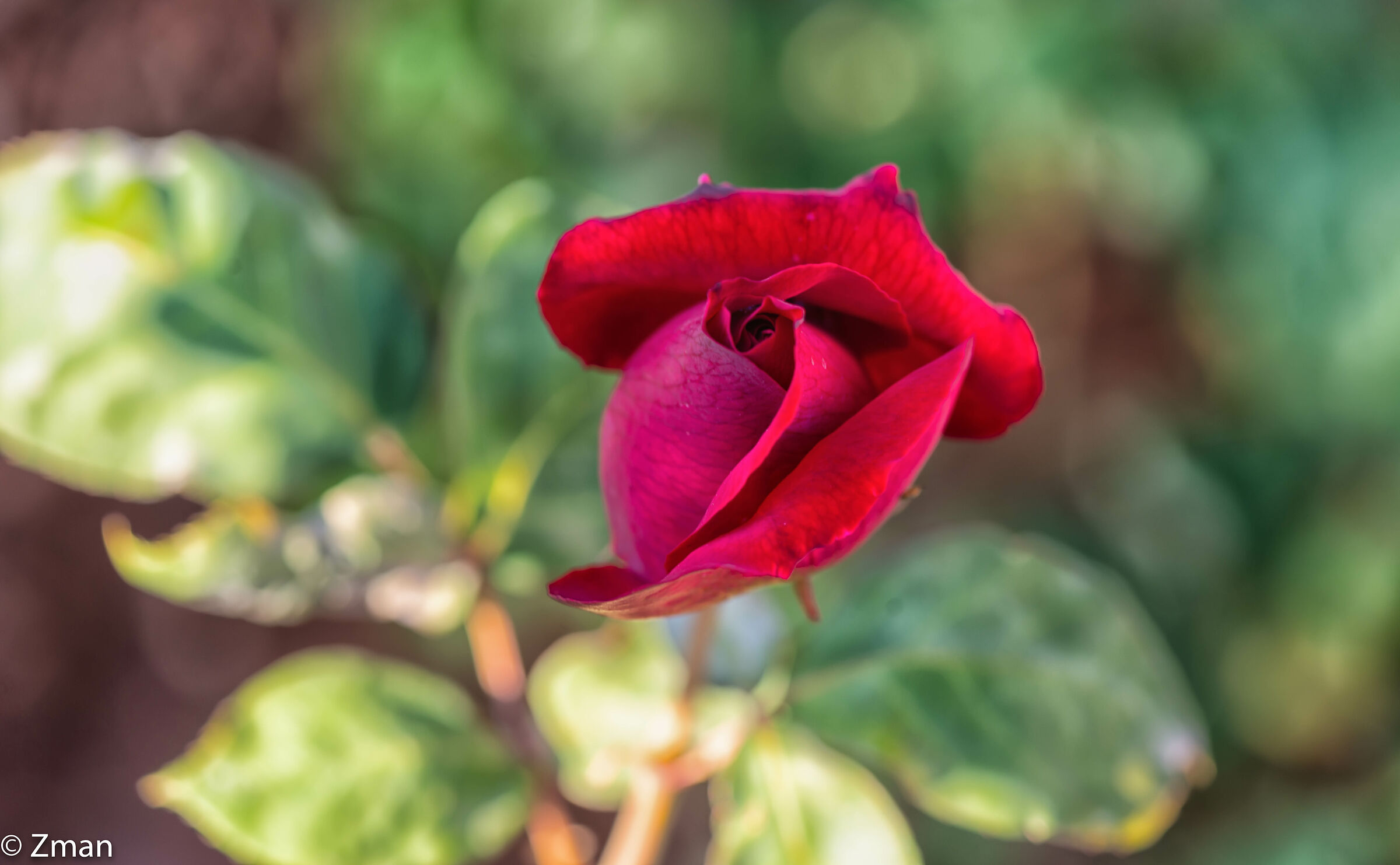 Rosa rossa
