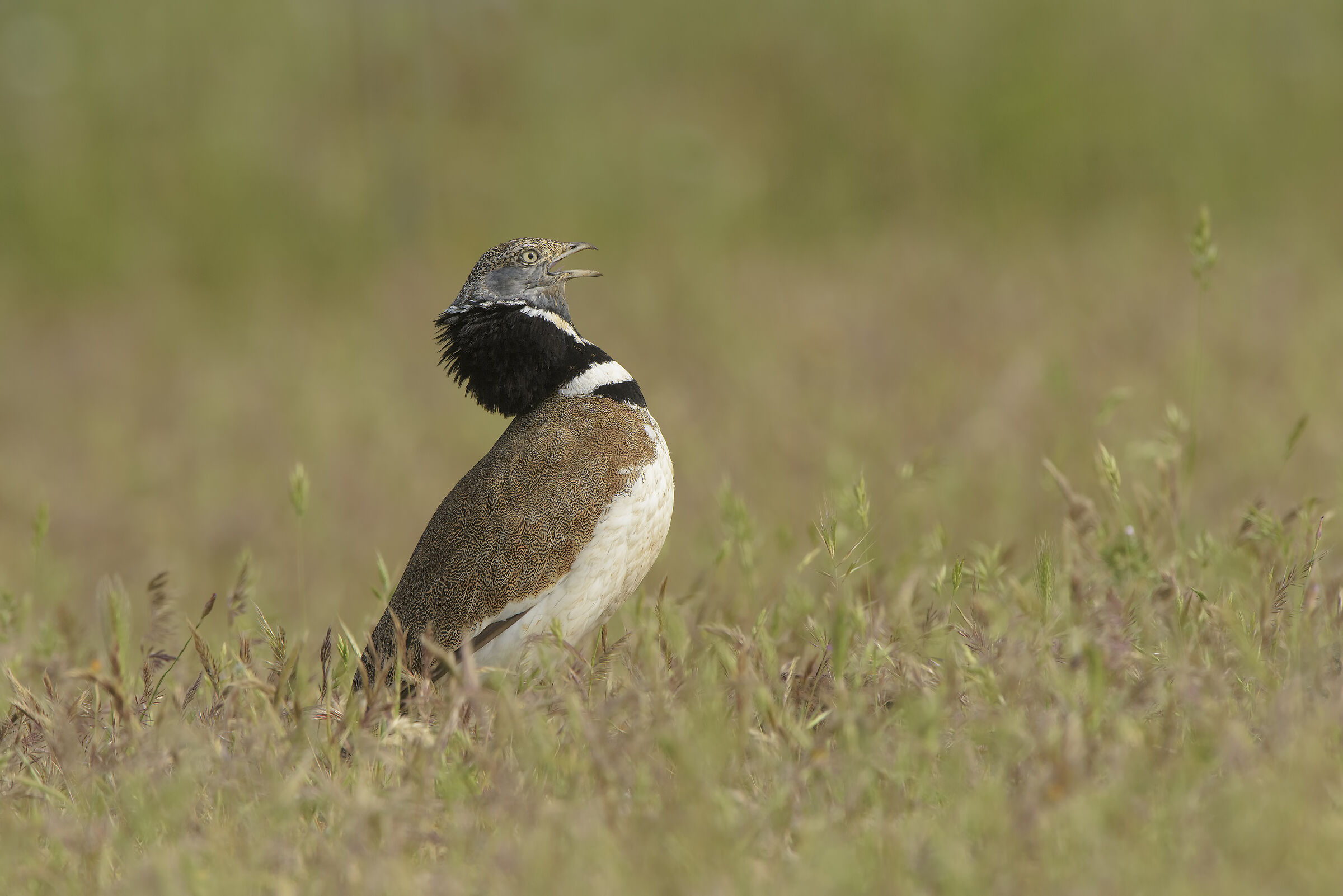 male prataiola in singing