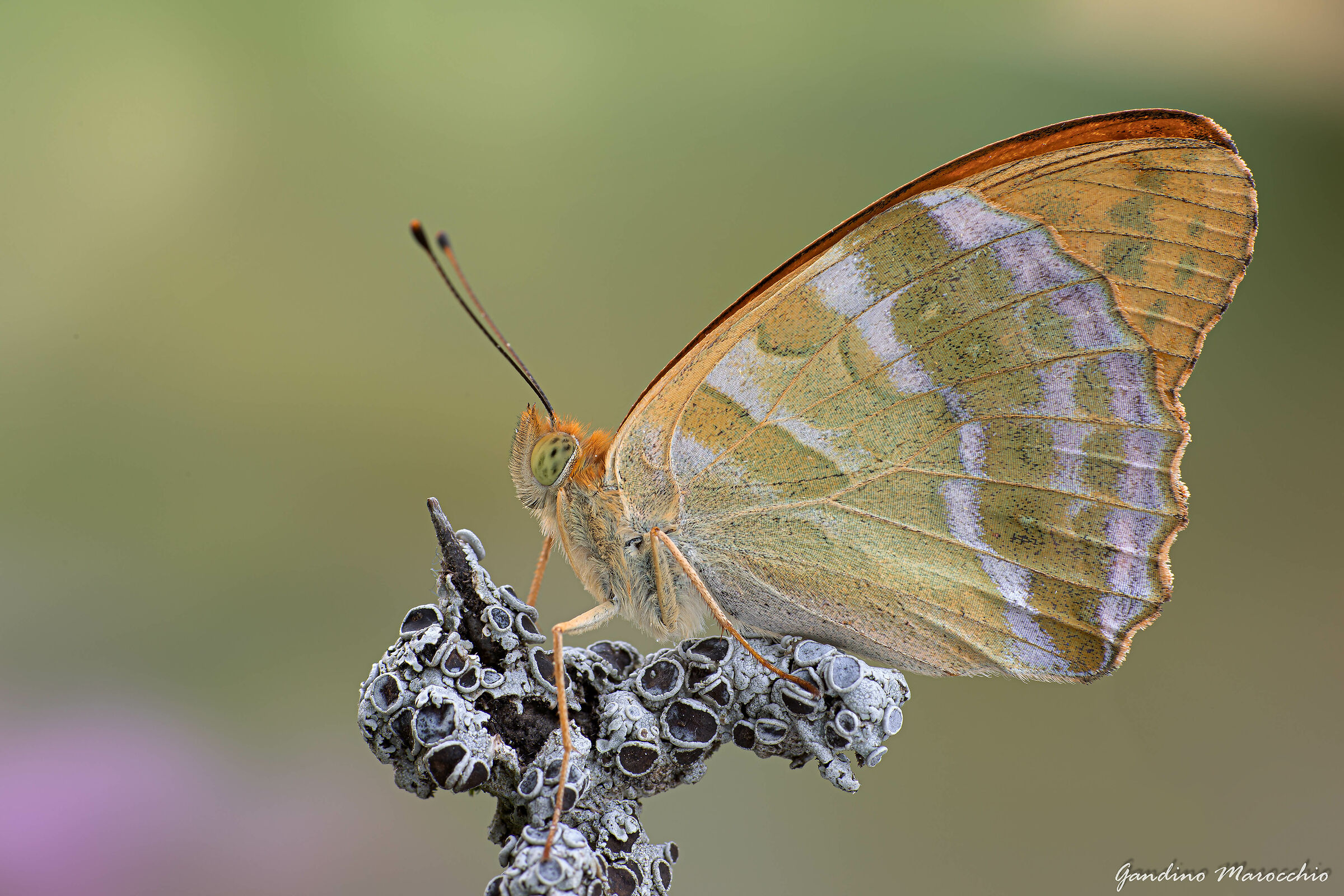 argynnis paphia