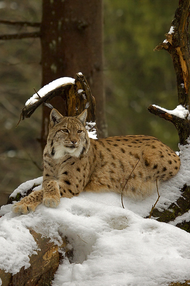 European lynx (Linx linx)