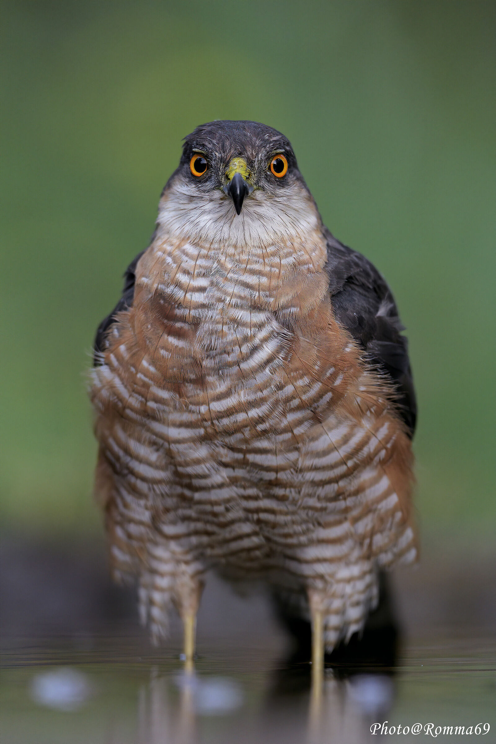 Male sparrowhawk pictured