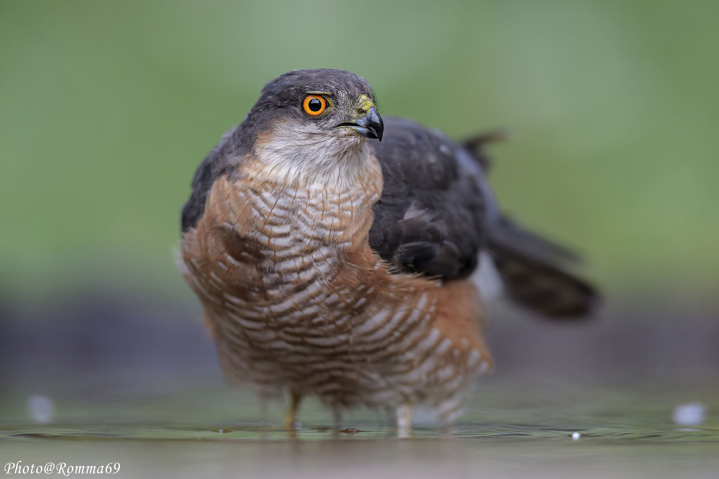 Sparviere maschio all'abbeverata