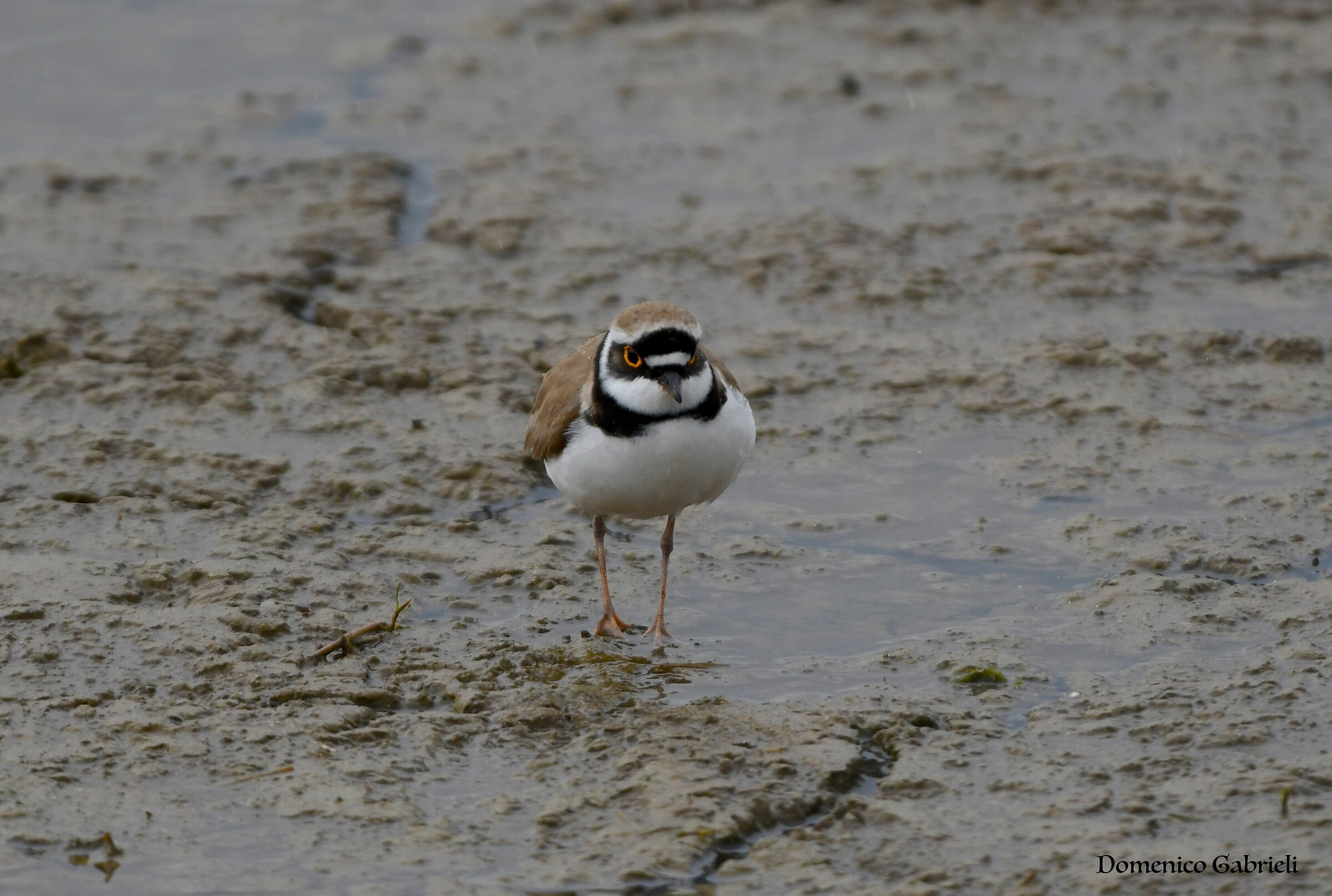 charadridae