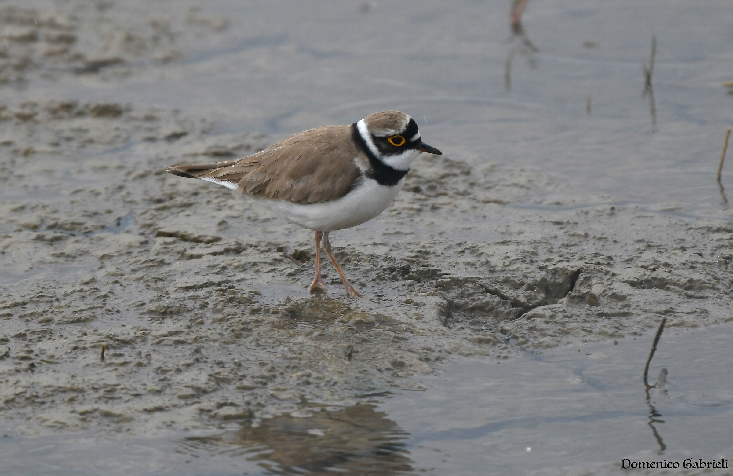 charadridae