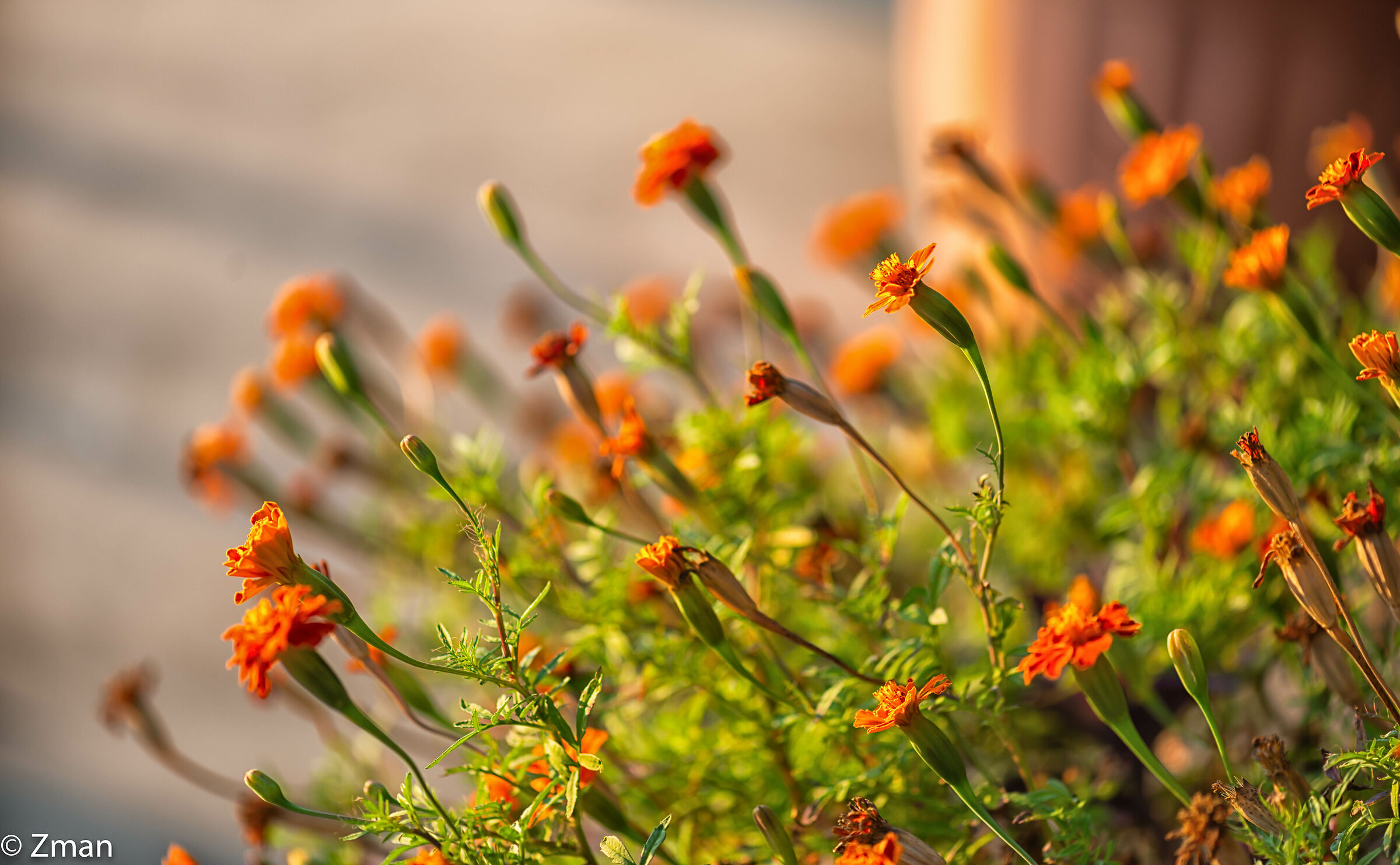 Alla ricerca del Sub