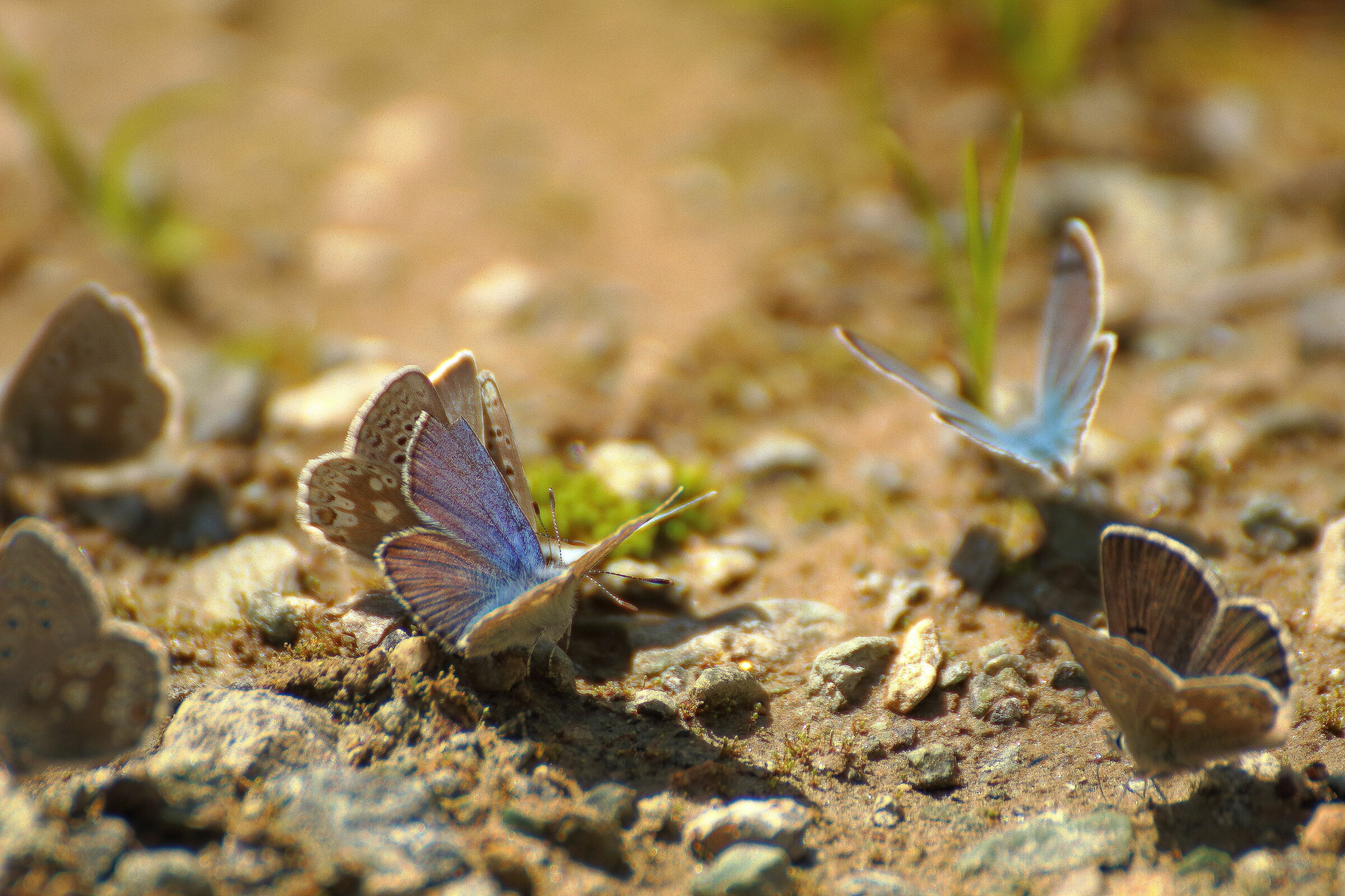Butterflies at Gabiet