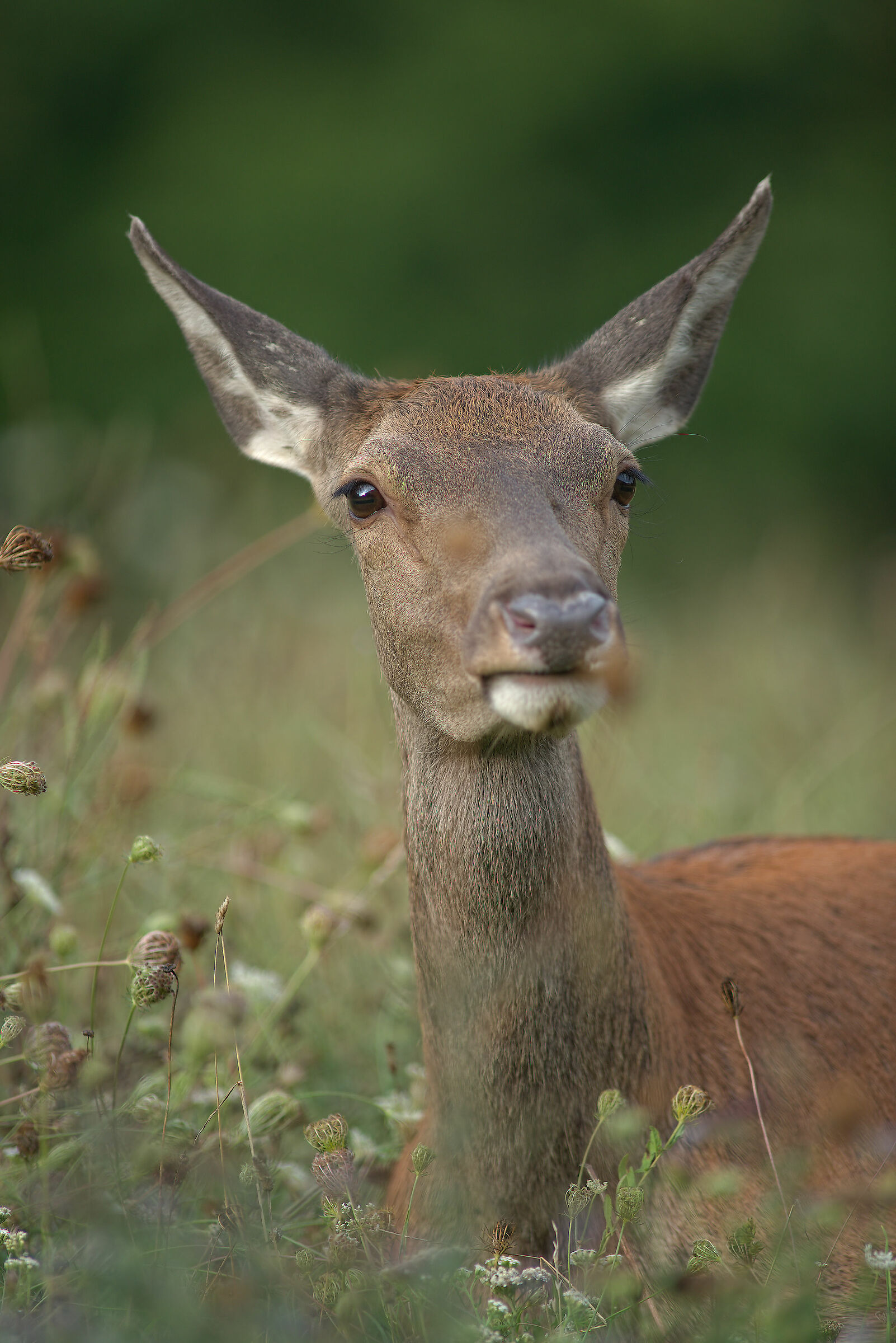 Female deer