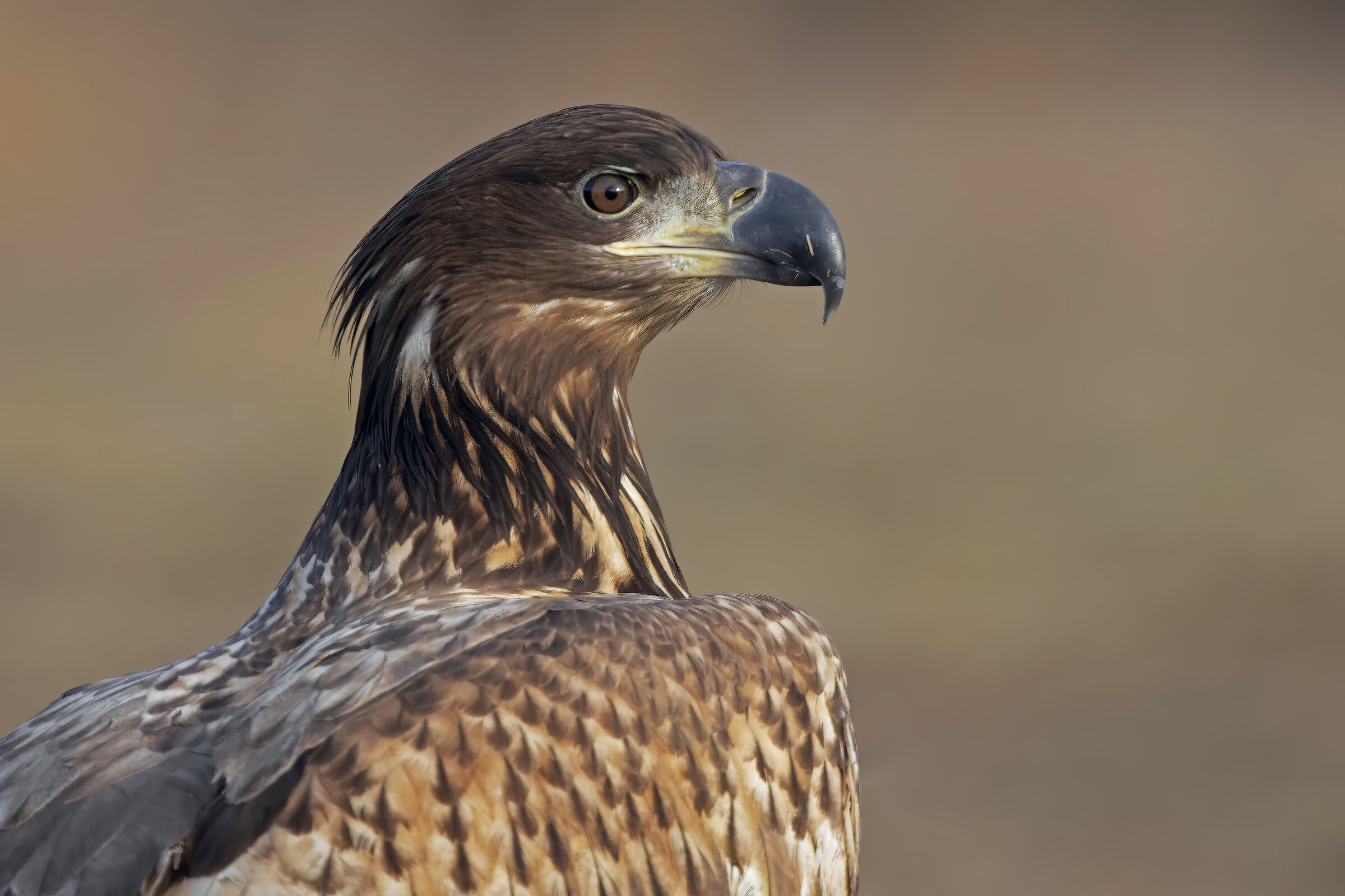 Portrait of white-tailed sea eagle