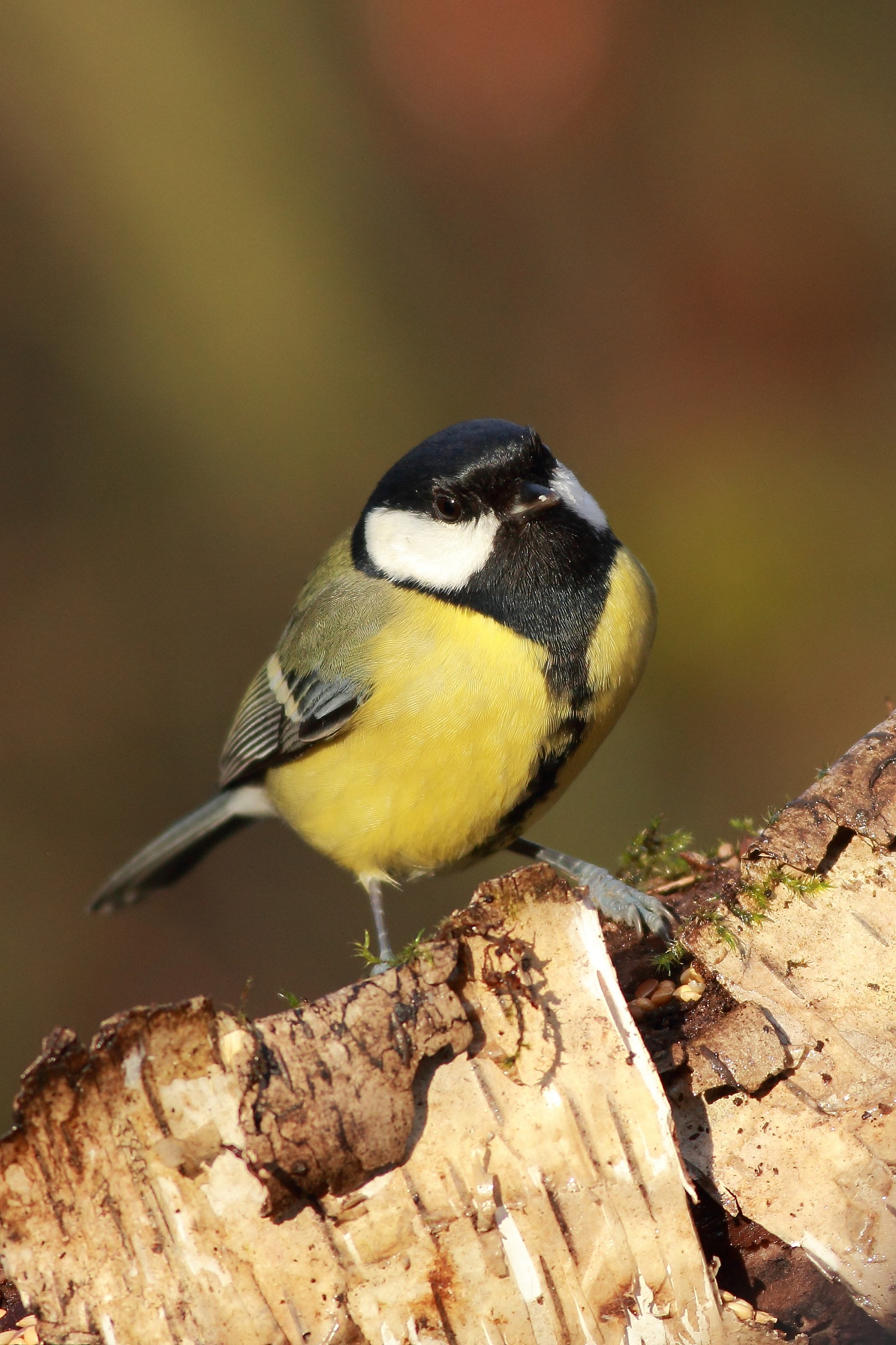 Great Tit