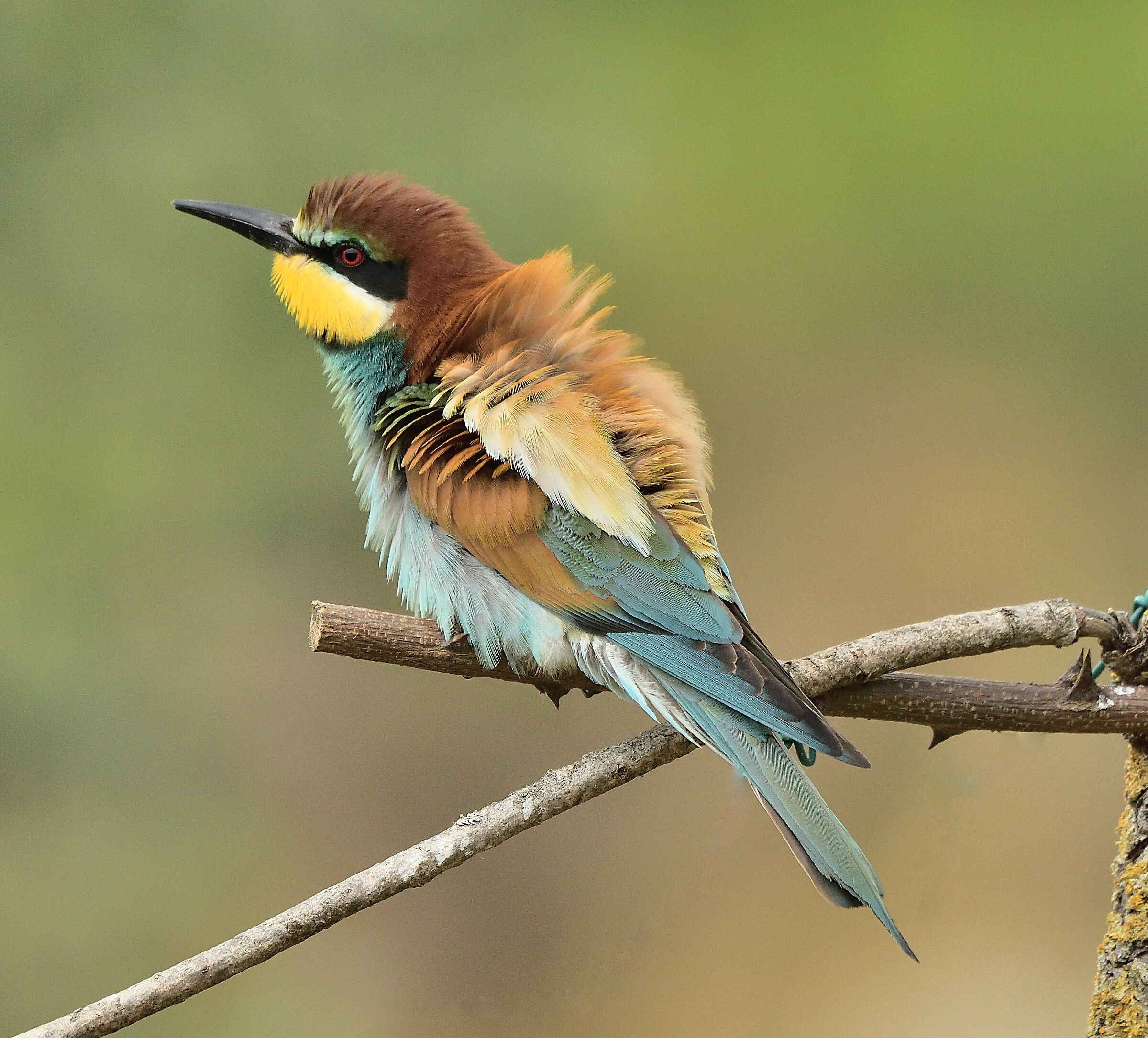 Bee-eater