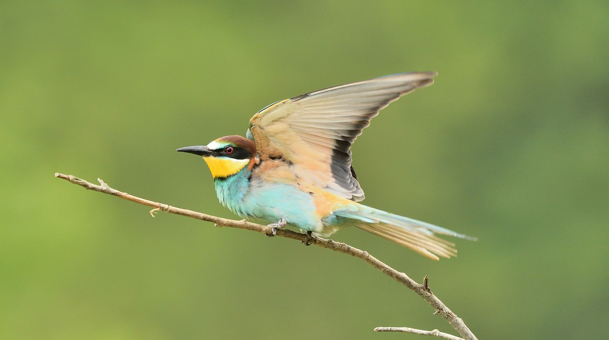 Bee-eater