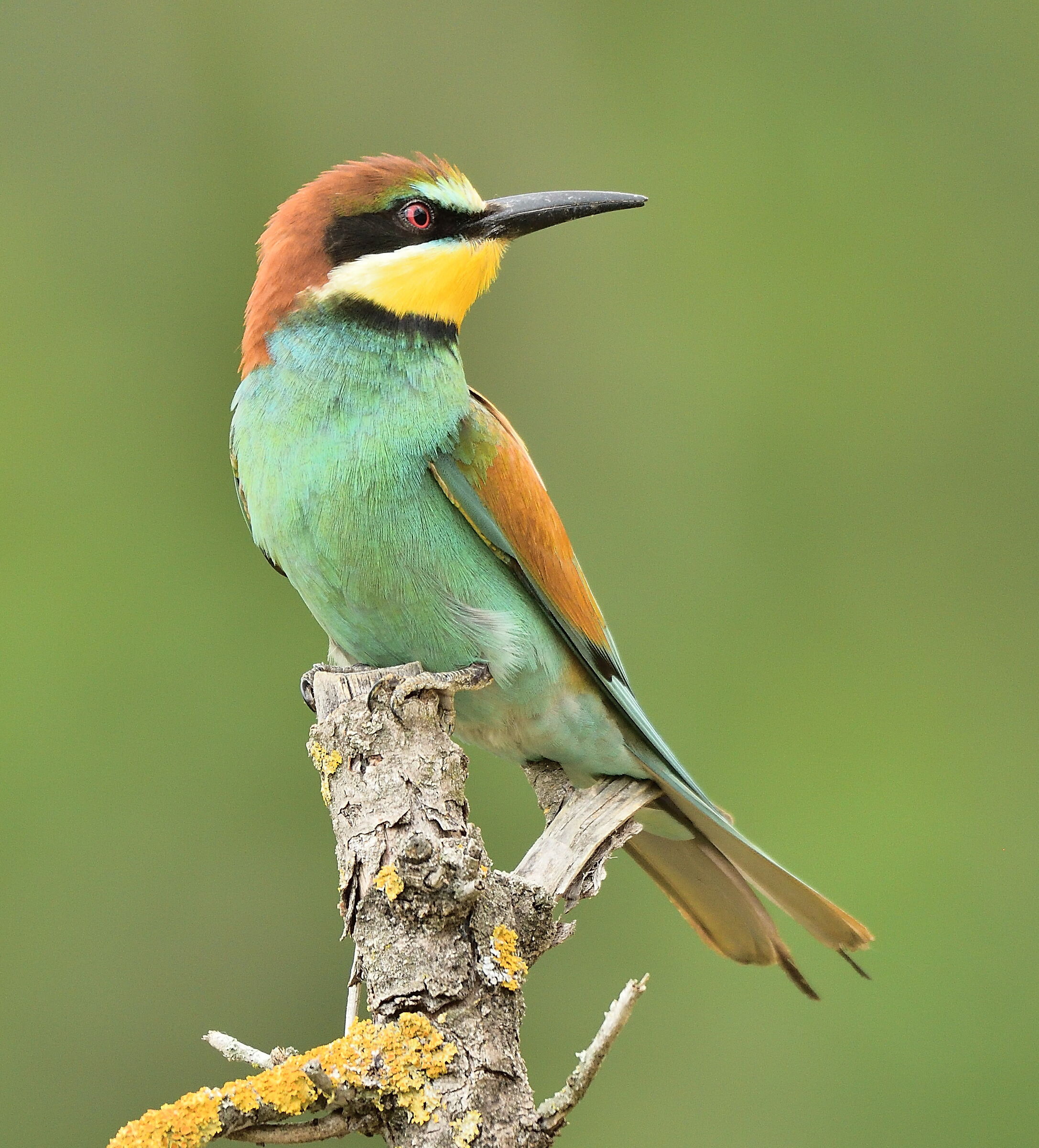 Bee-eater