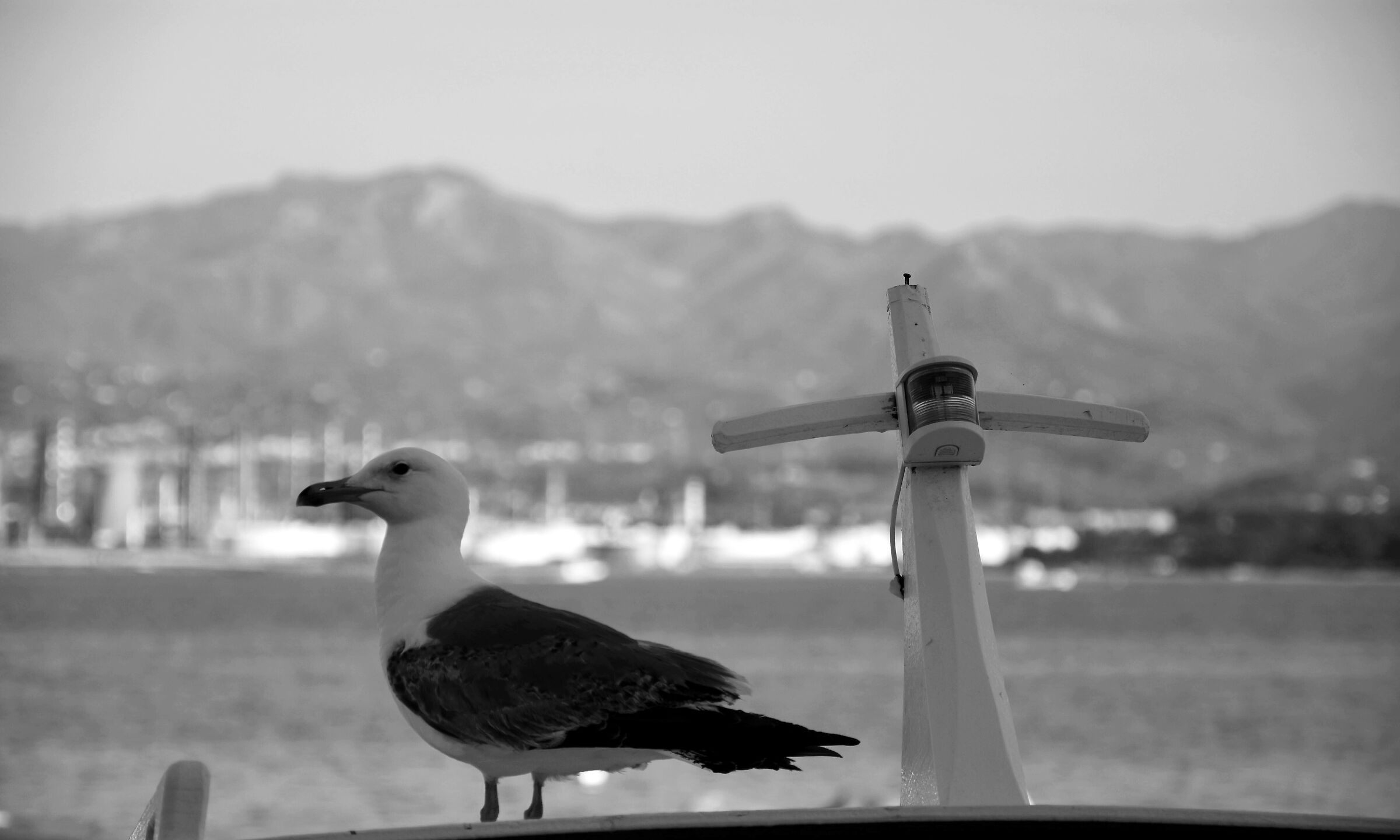 Mouette la fin de la journée
