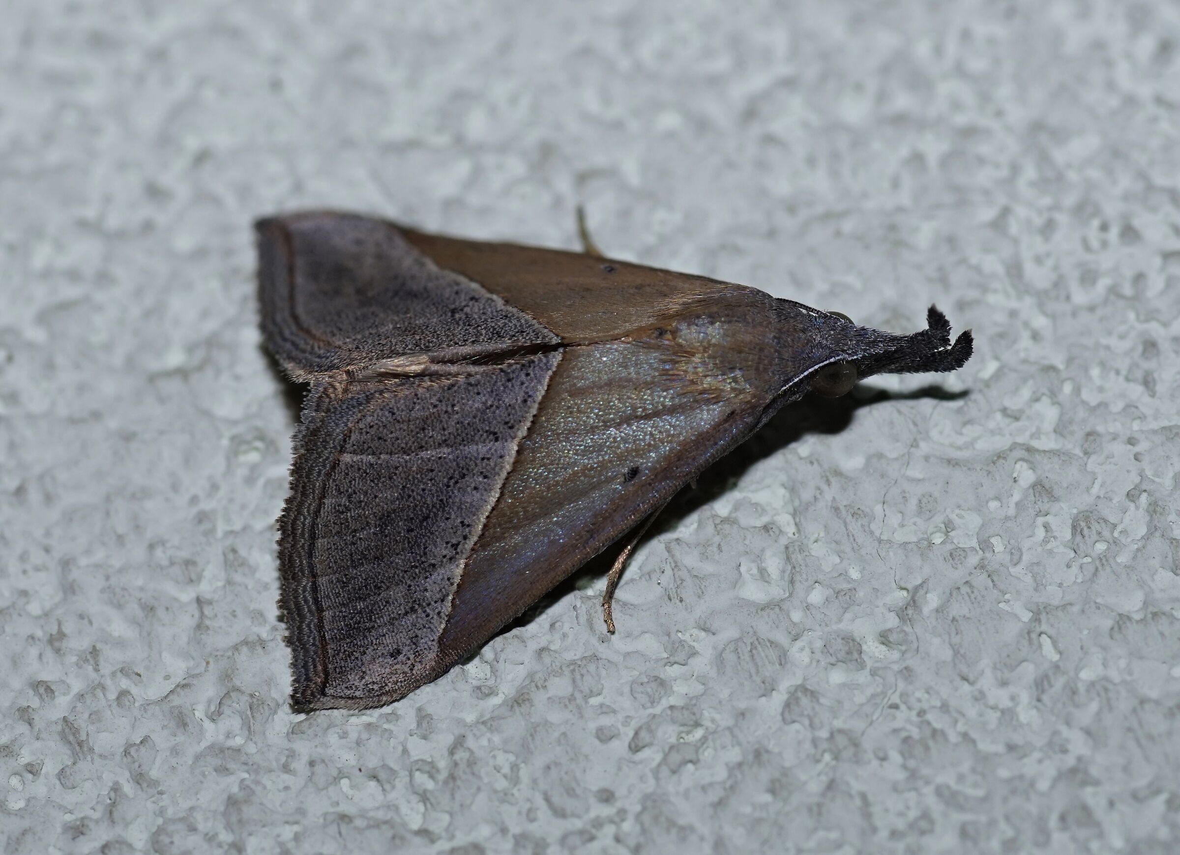 Ospite di sera a casa: l'elegante Hypena lividalis