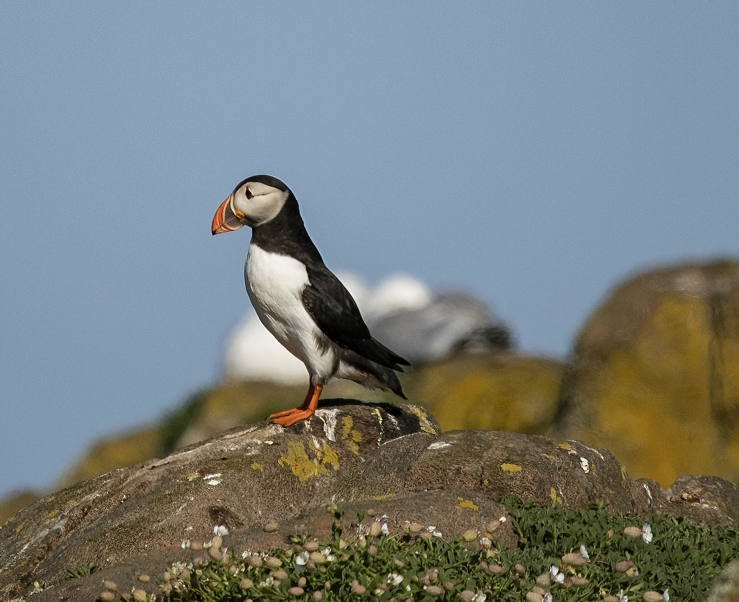 puffino