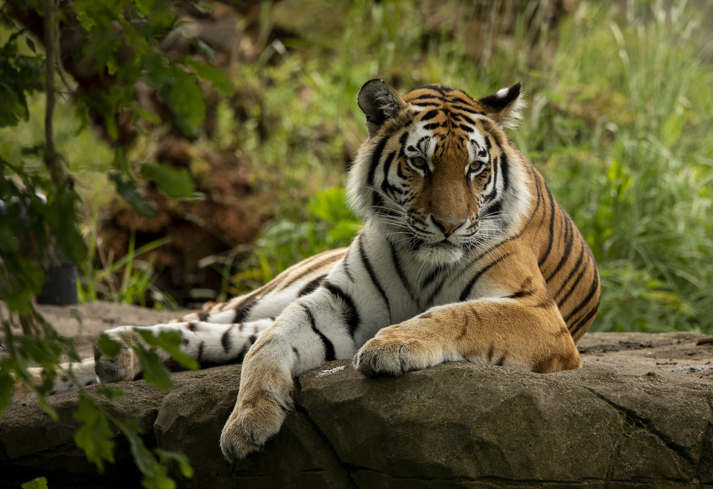 tigre