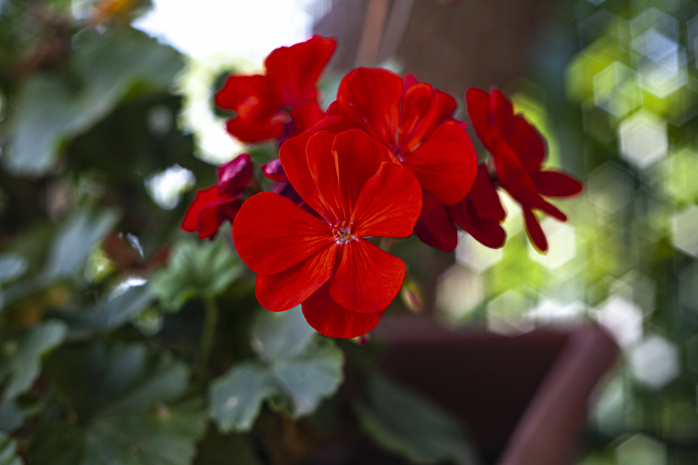 Red Passion, New