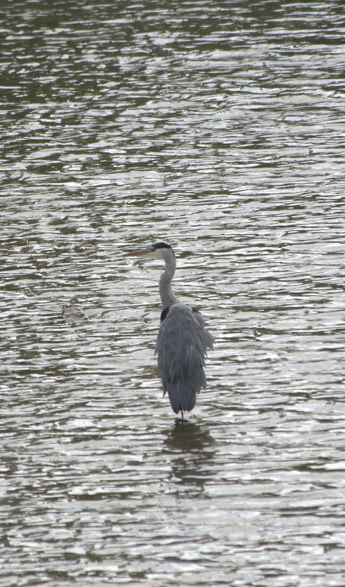 Heron