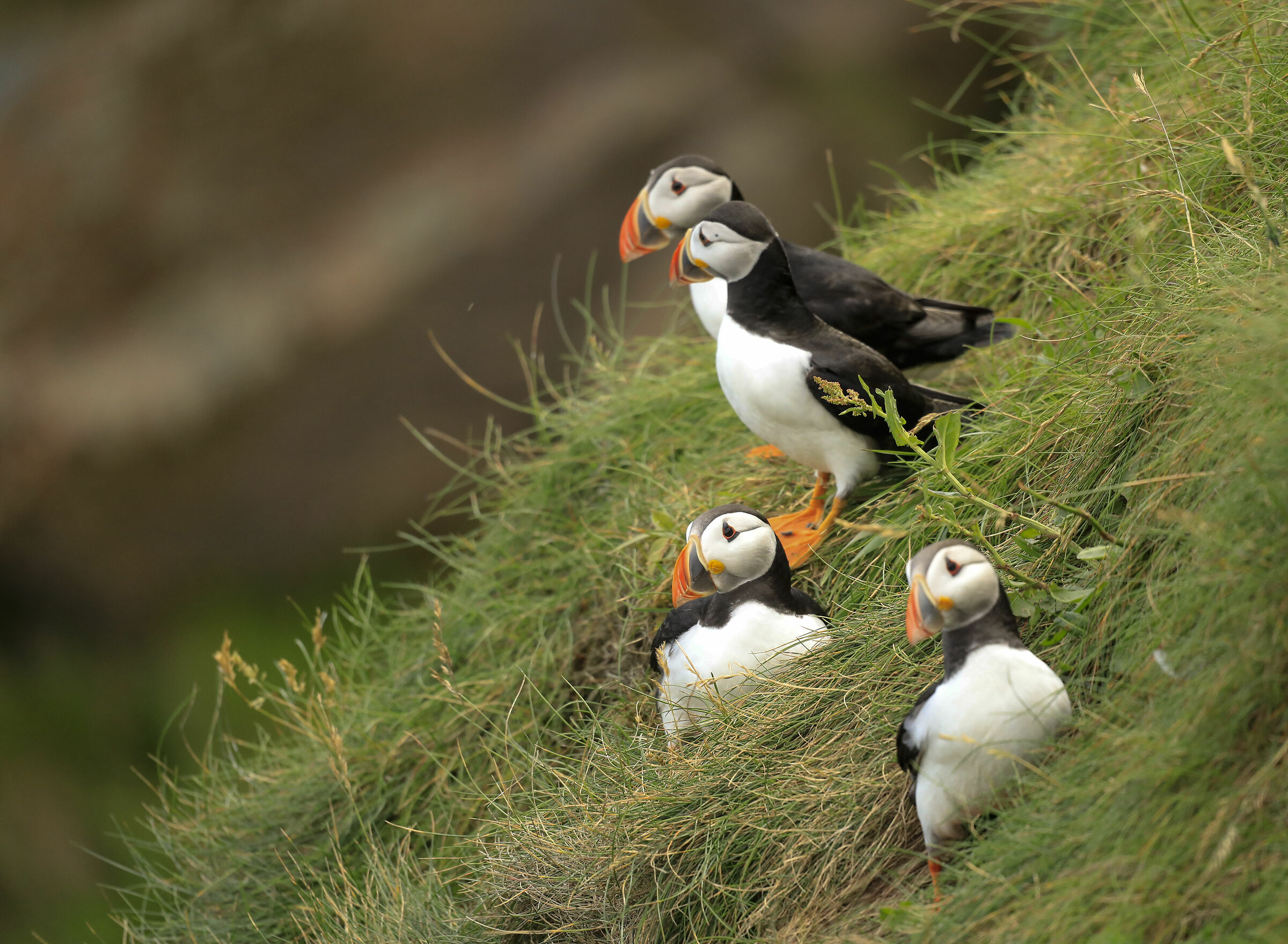 puffino