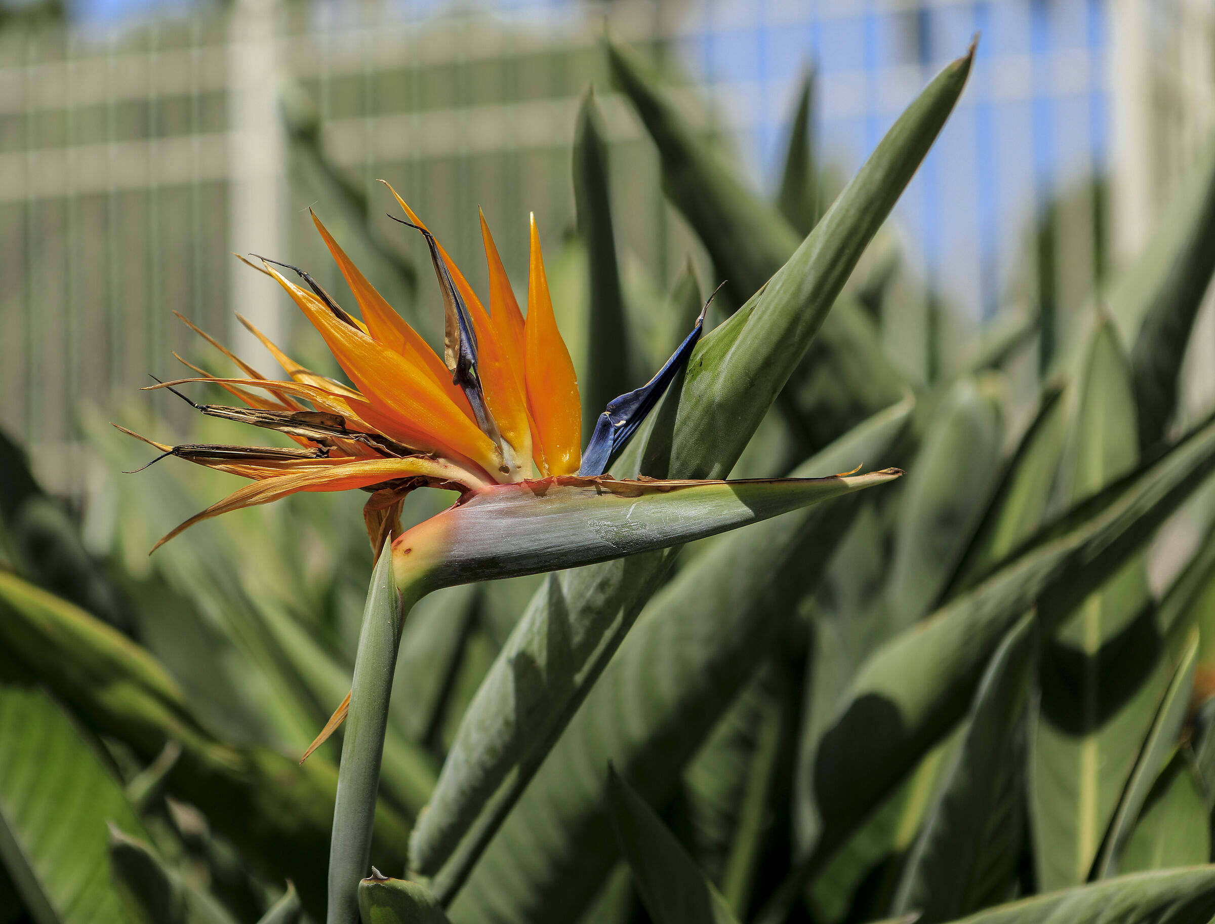 Strelitzia