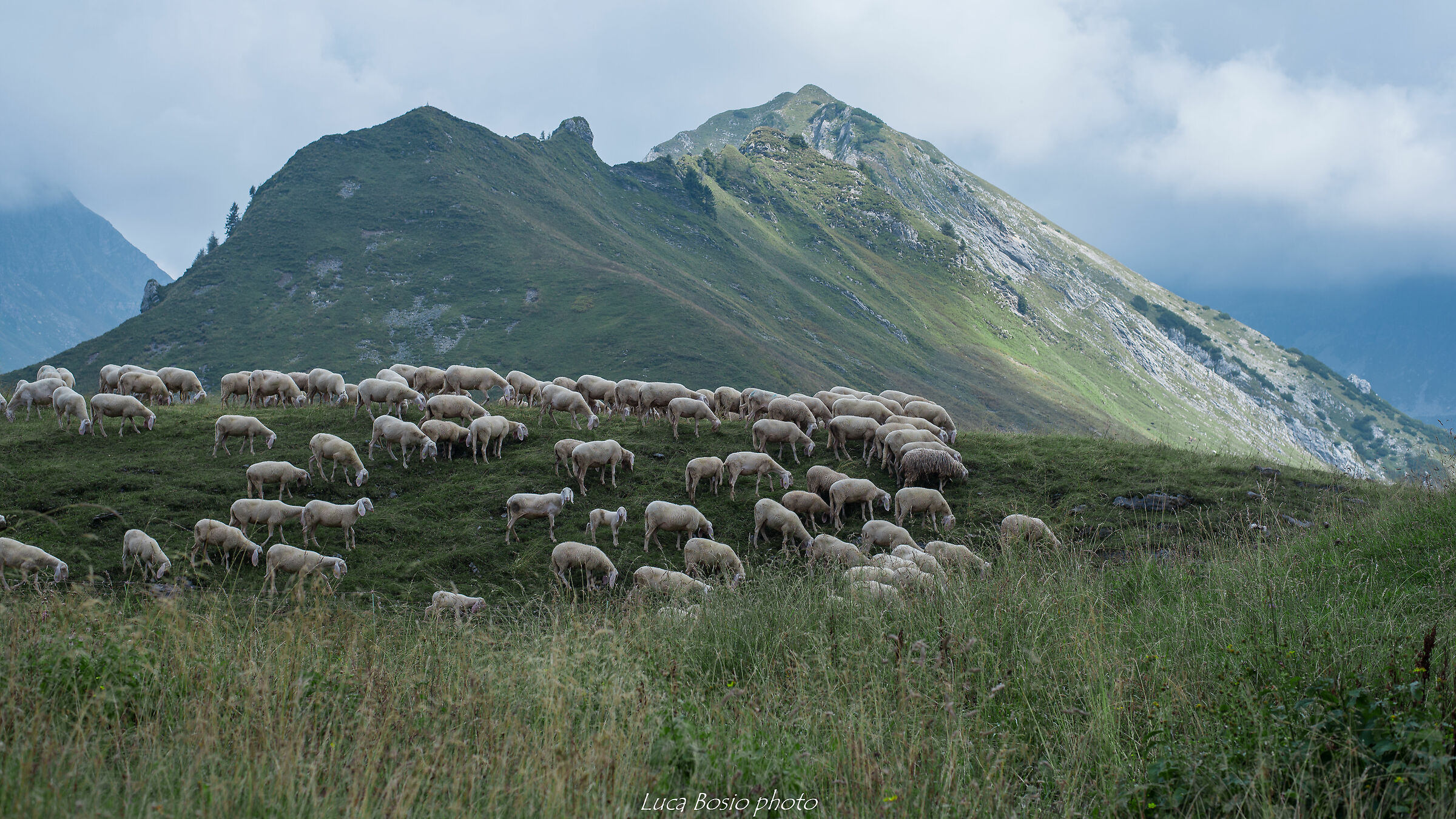 Gregge al passo del Branchino