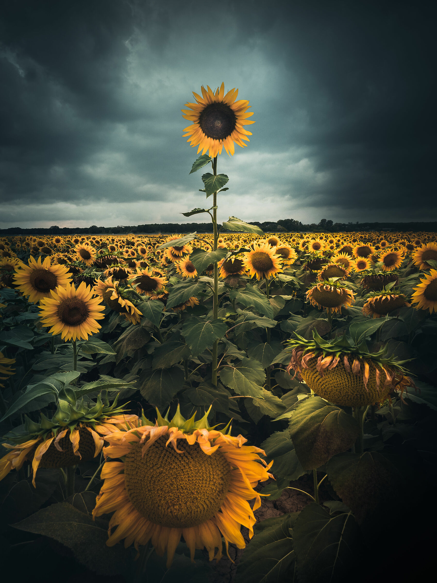 One in a thousand makes it