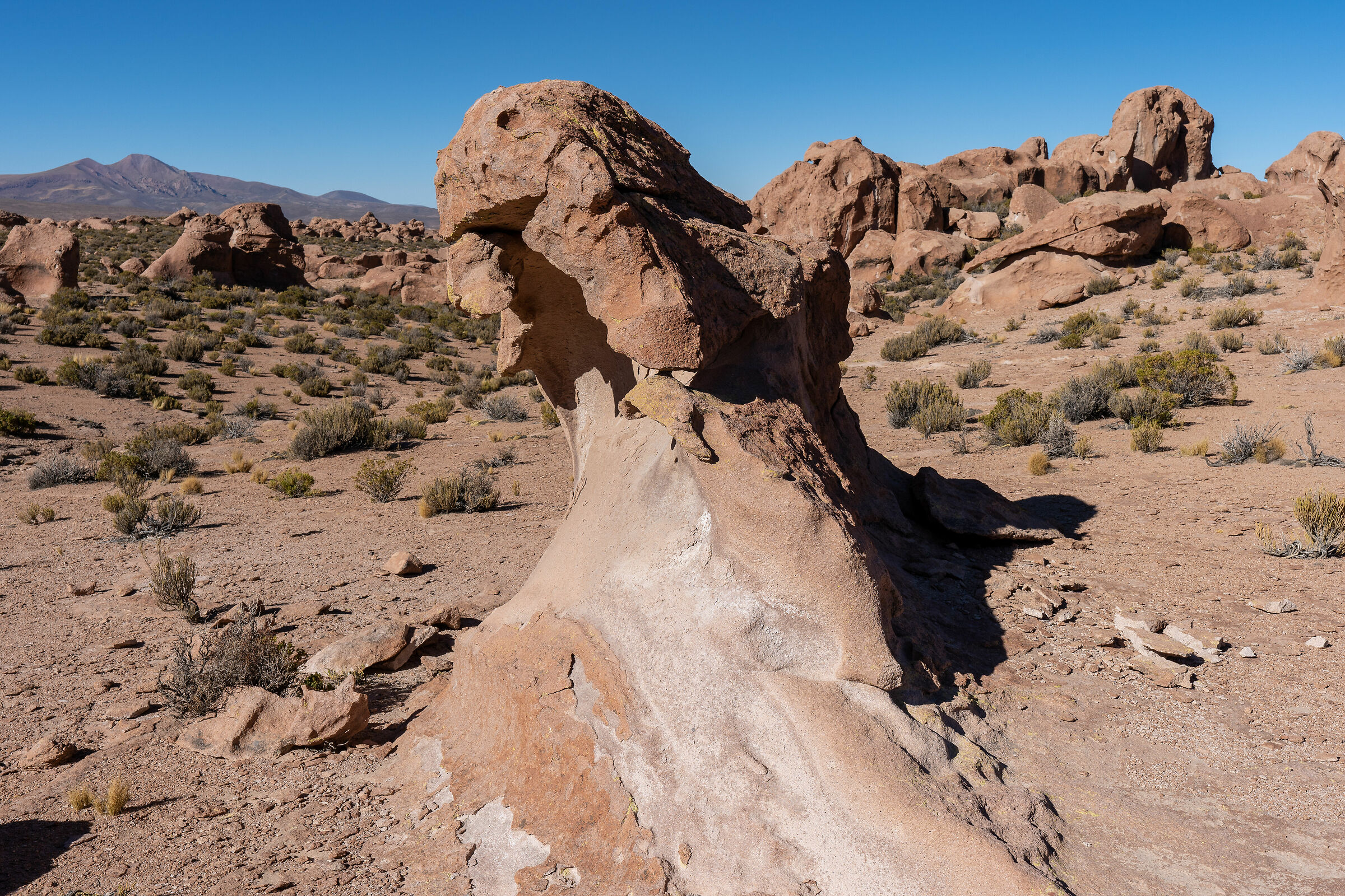 Fossil of the unit before