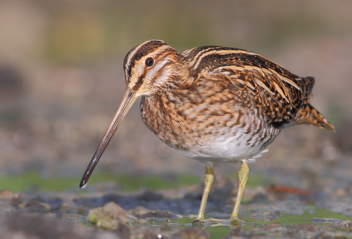 Snipe