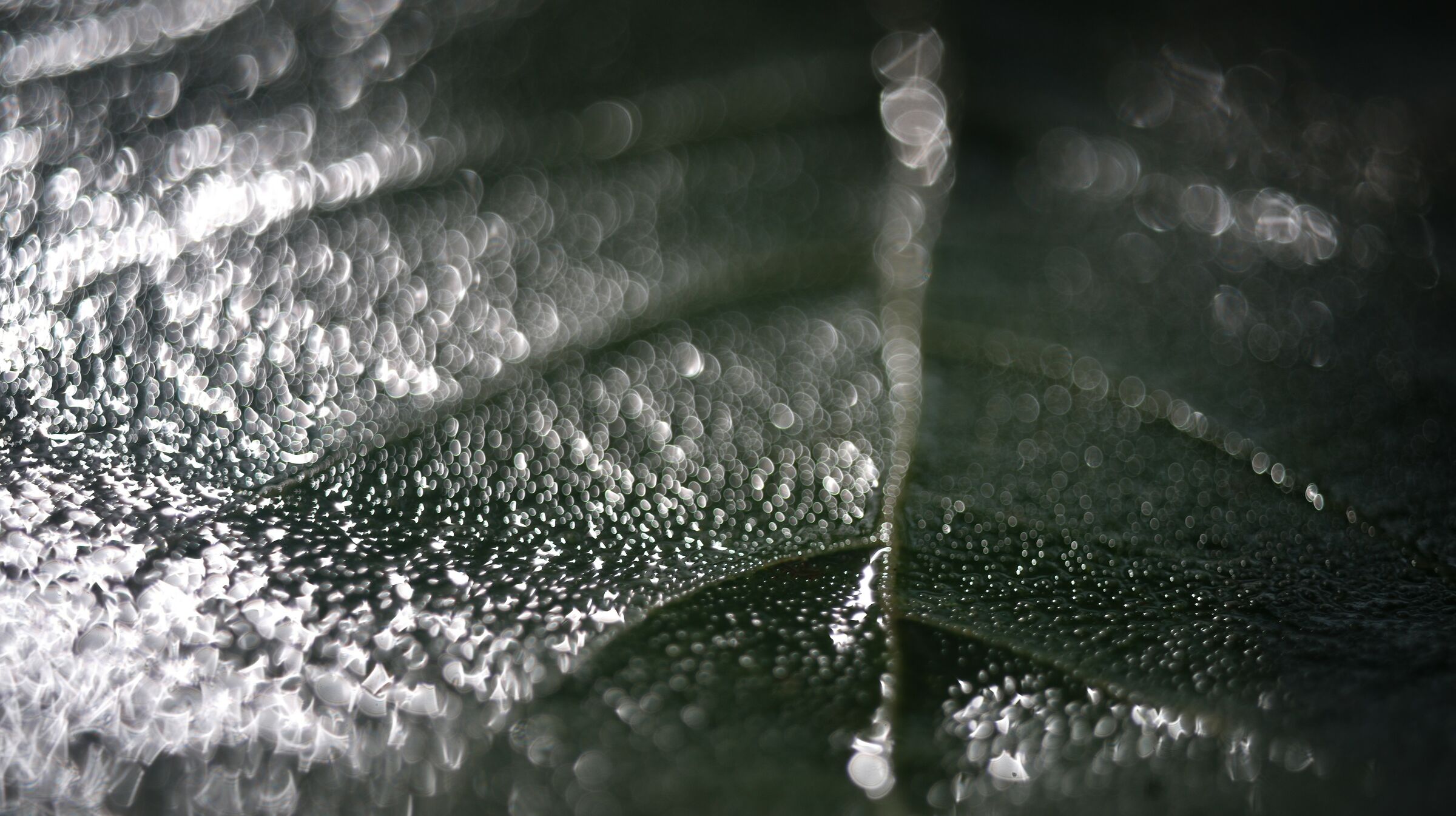 Foglia di fico con rugiada