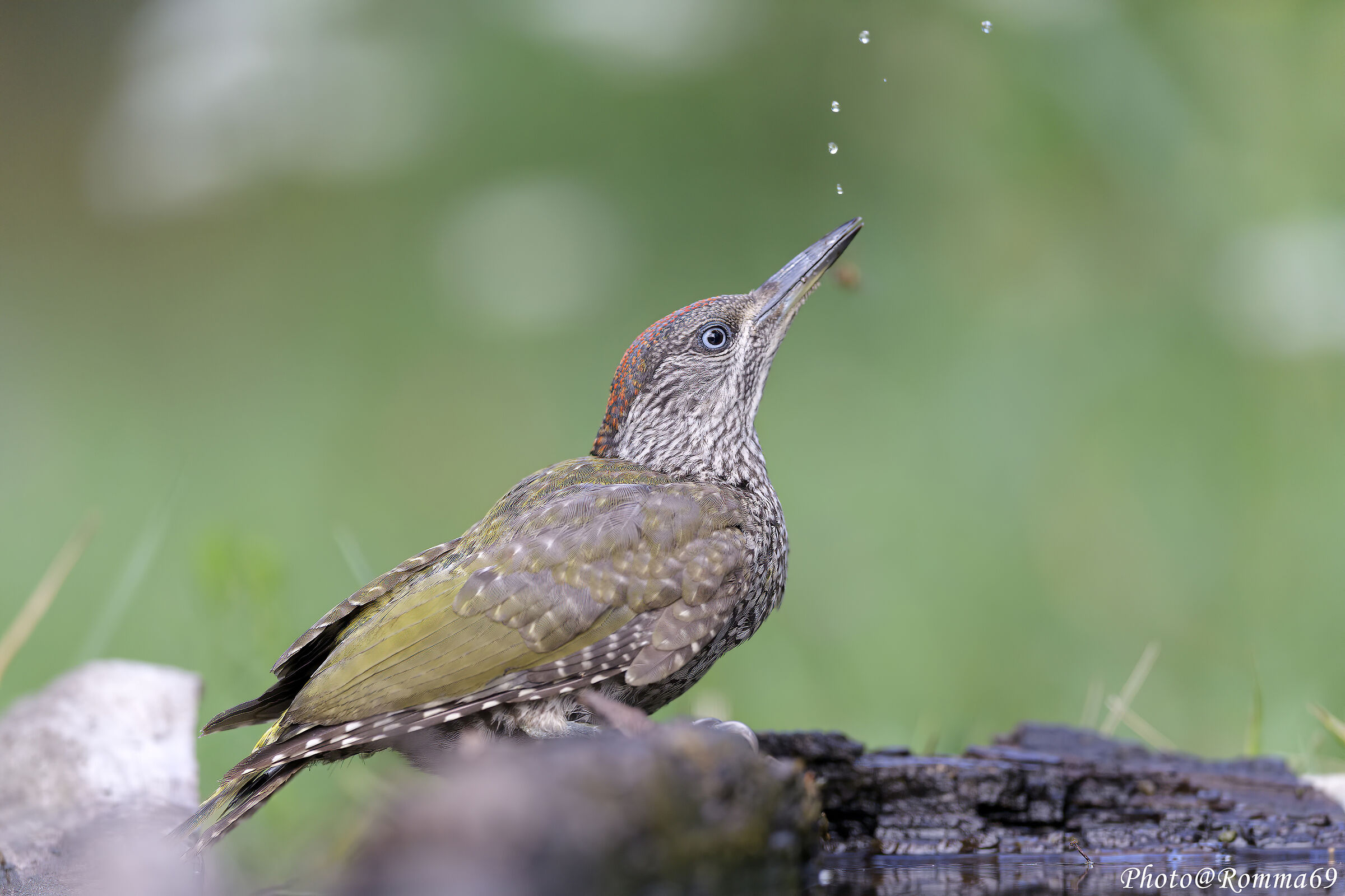 Picchio vrde giov. all'abbeverata