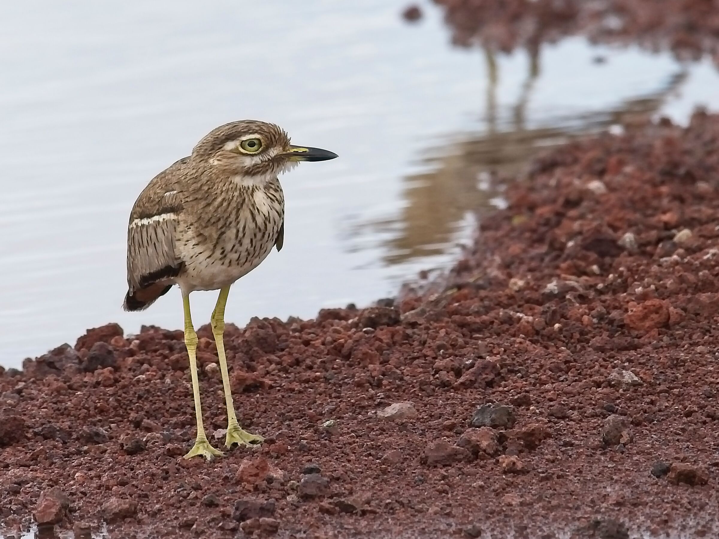 macchiato ginocchio spesso
