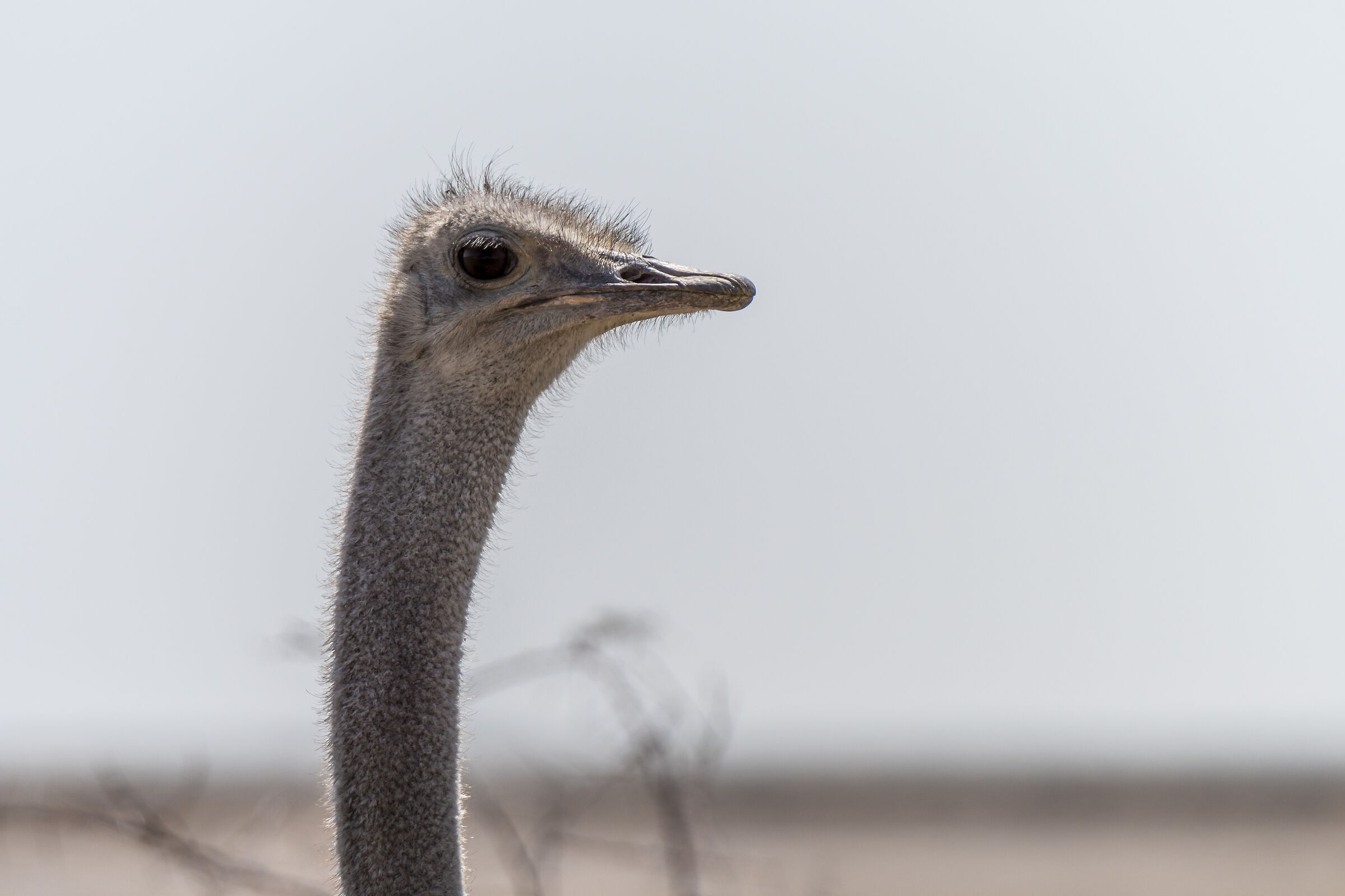 Ostrich in detail