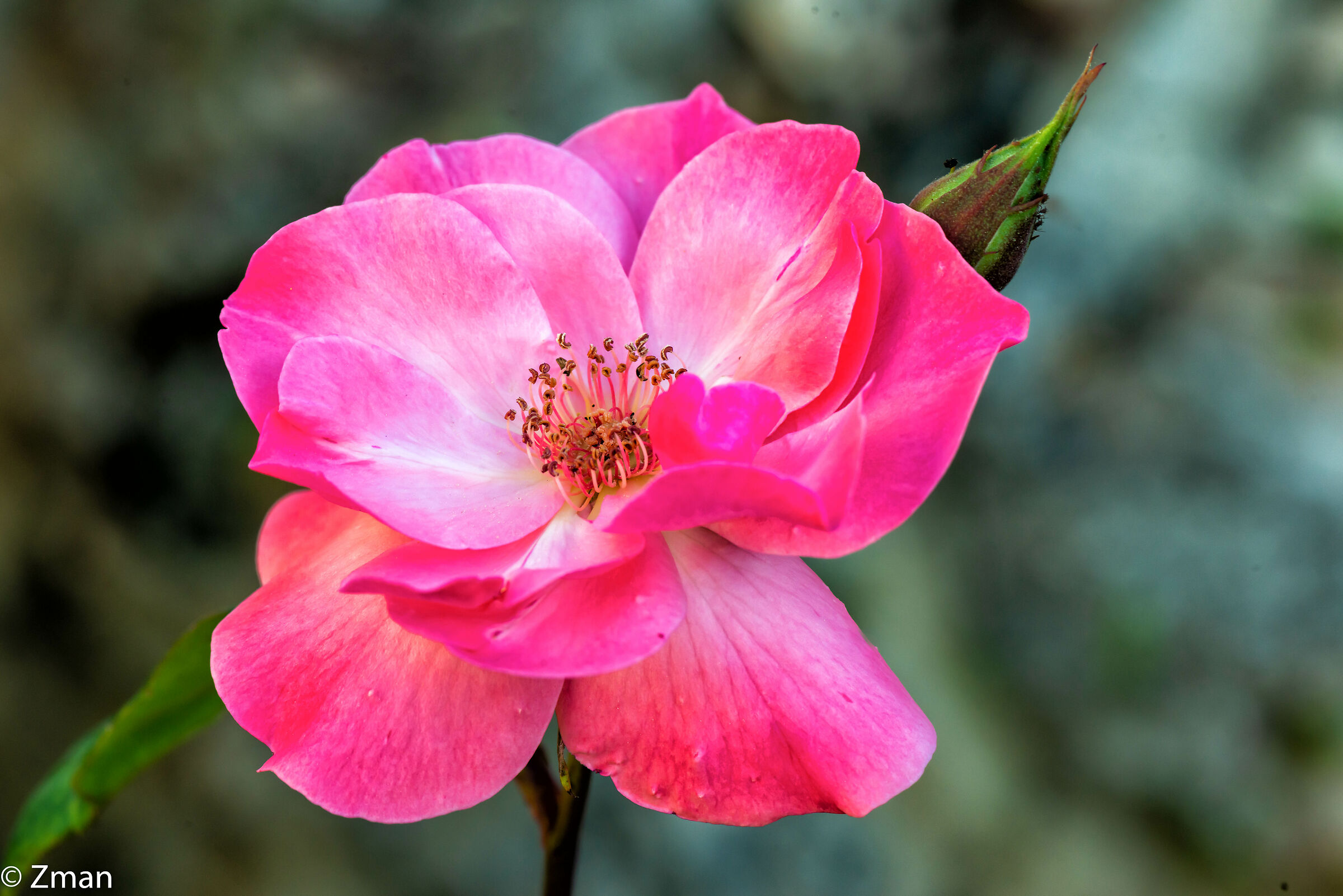 Rosa Rosa