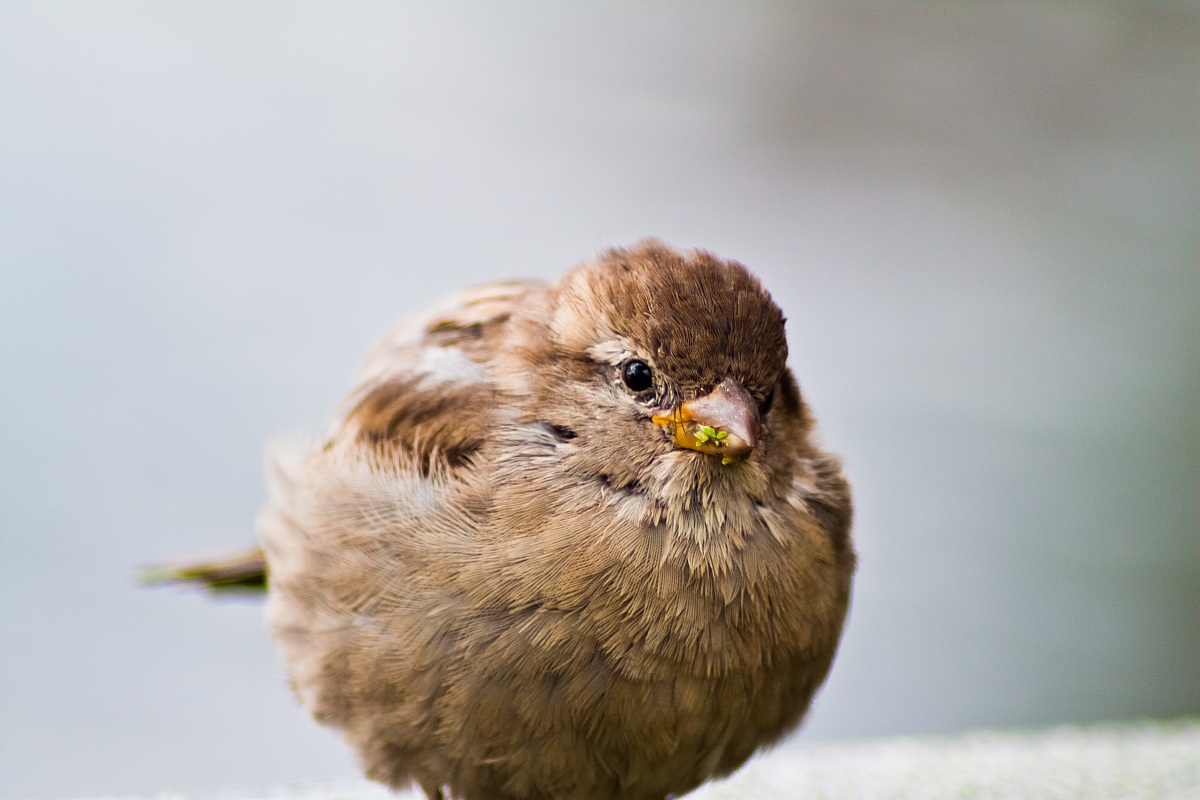 Sparrow