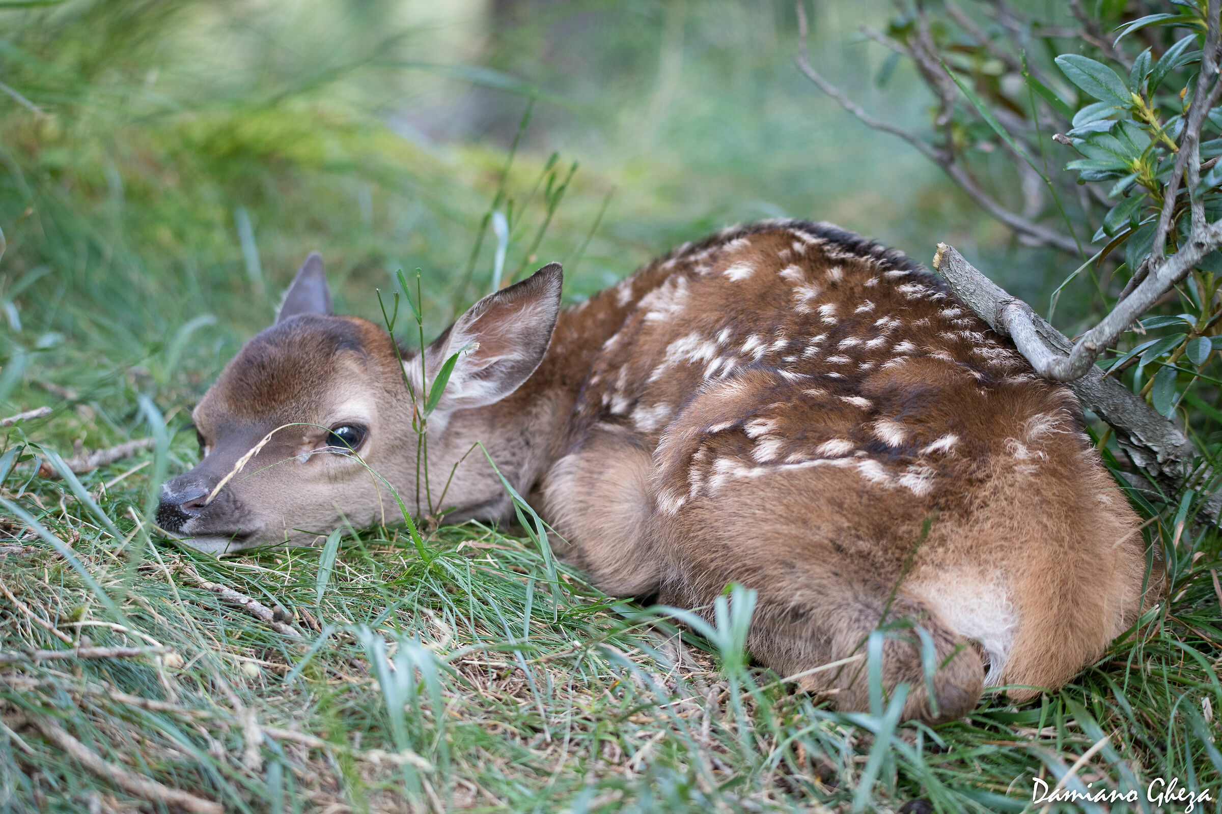 Piccolo di cervo... 7 settembre