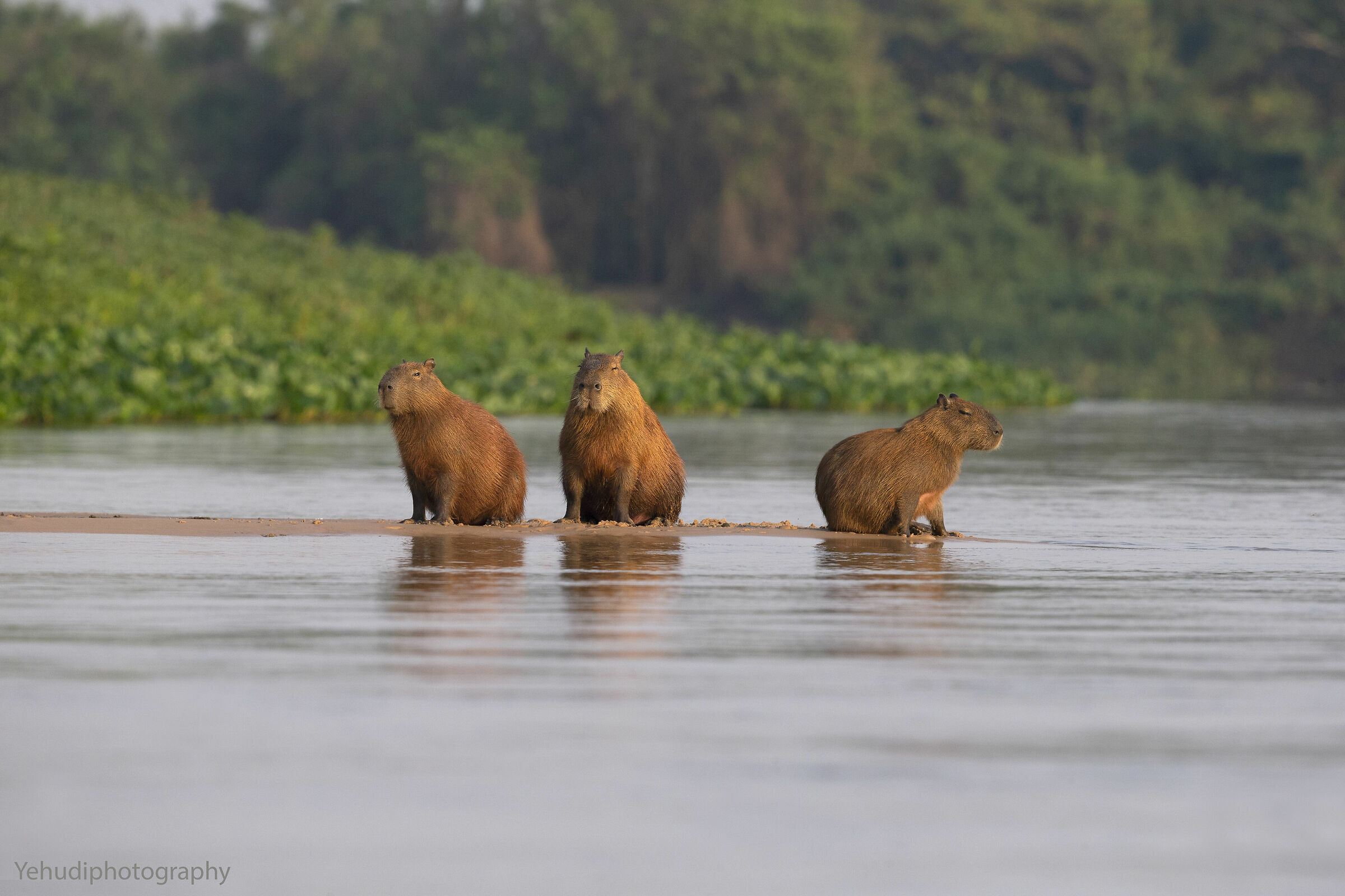 Capibara.