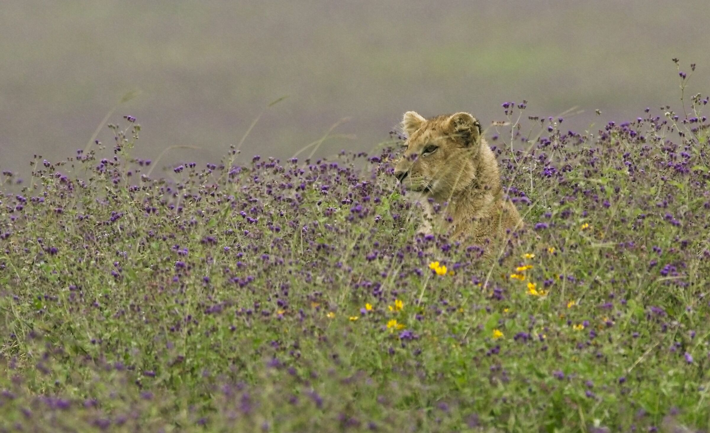 flower kitten