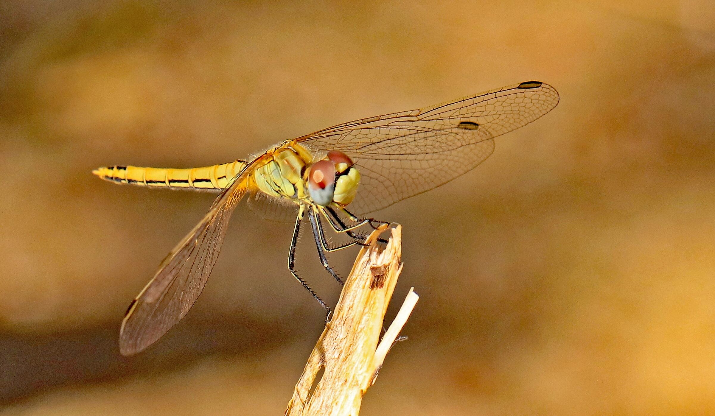 Libellula -1 (Sympetrum fonscolombii) - Liguria 2019