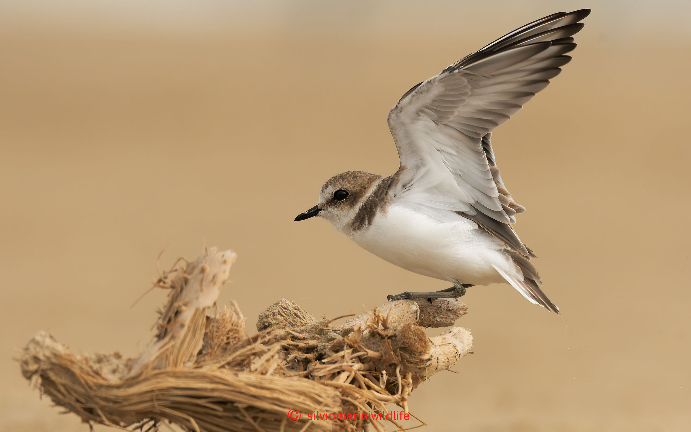 Fratino (Charadrius alexandrinus)