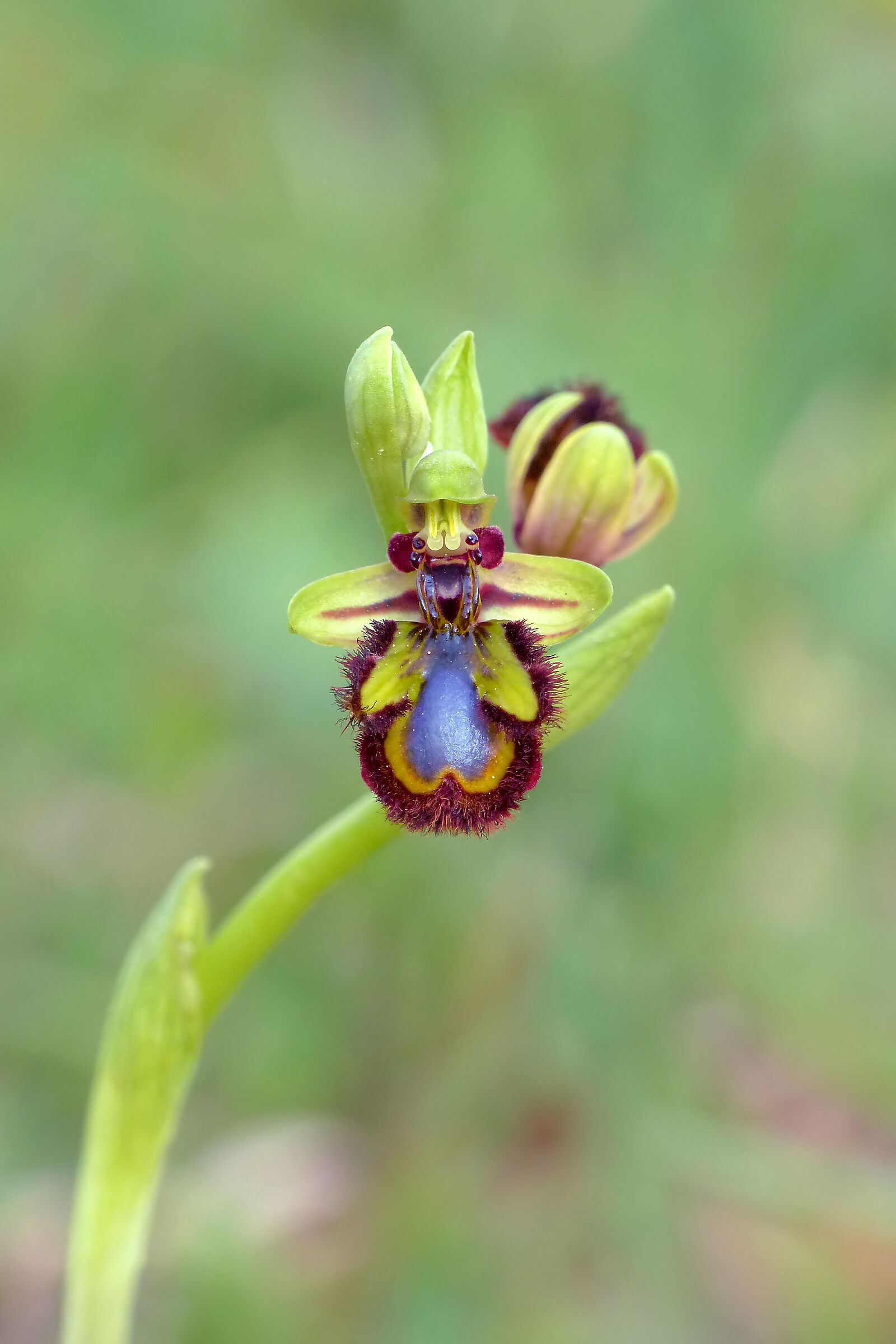 Ophrys speculum