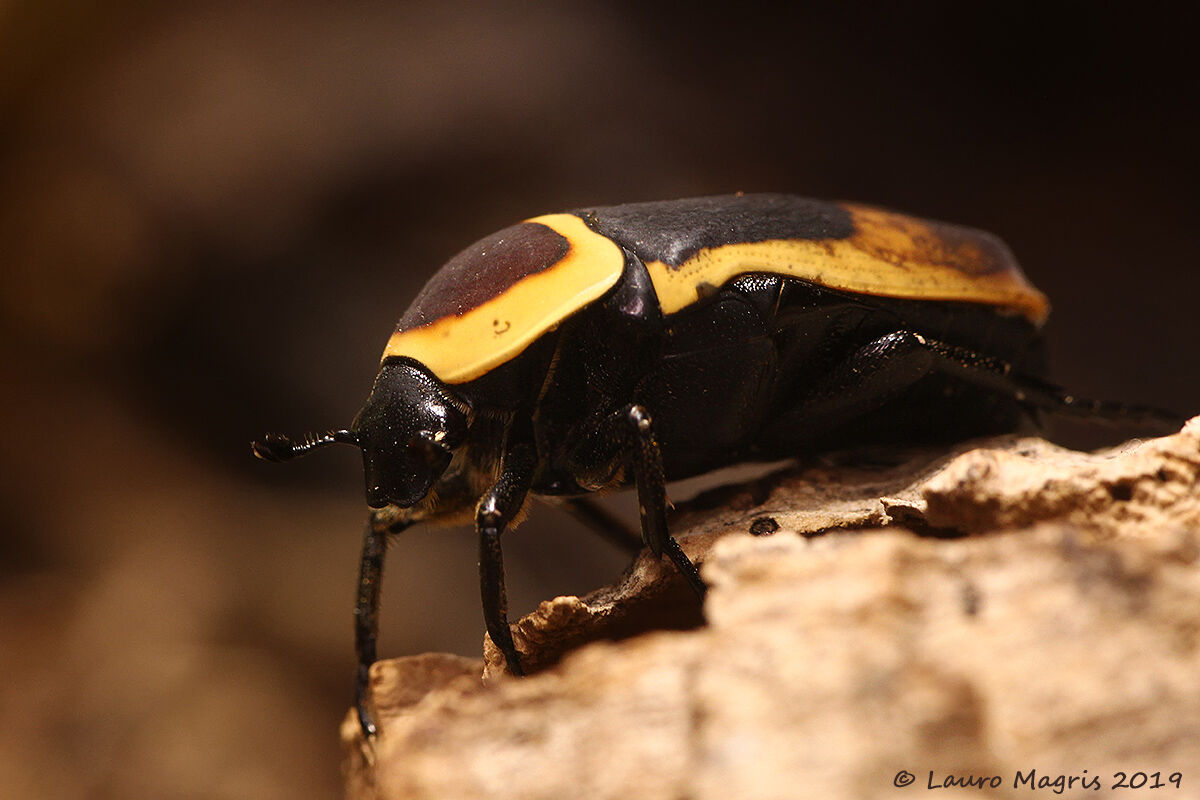 Cetonia Aurata