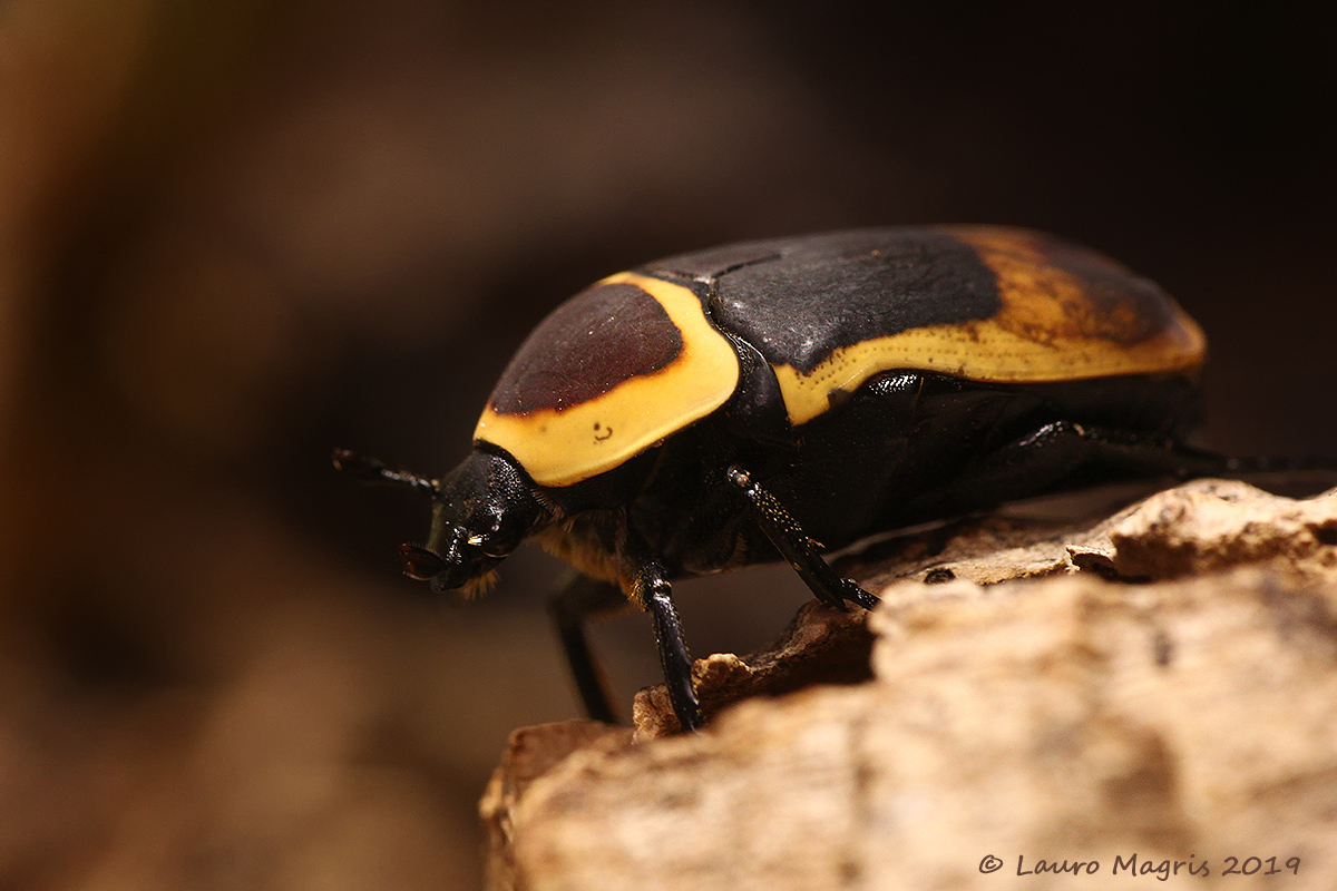 Cetonia Aurata