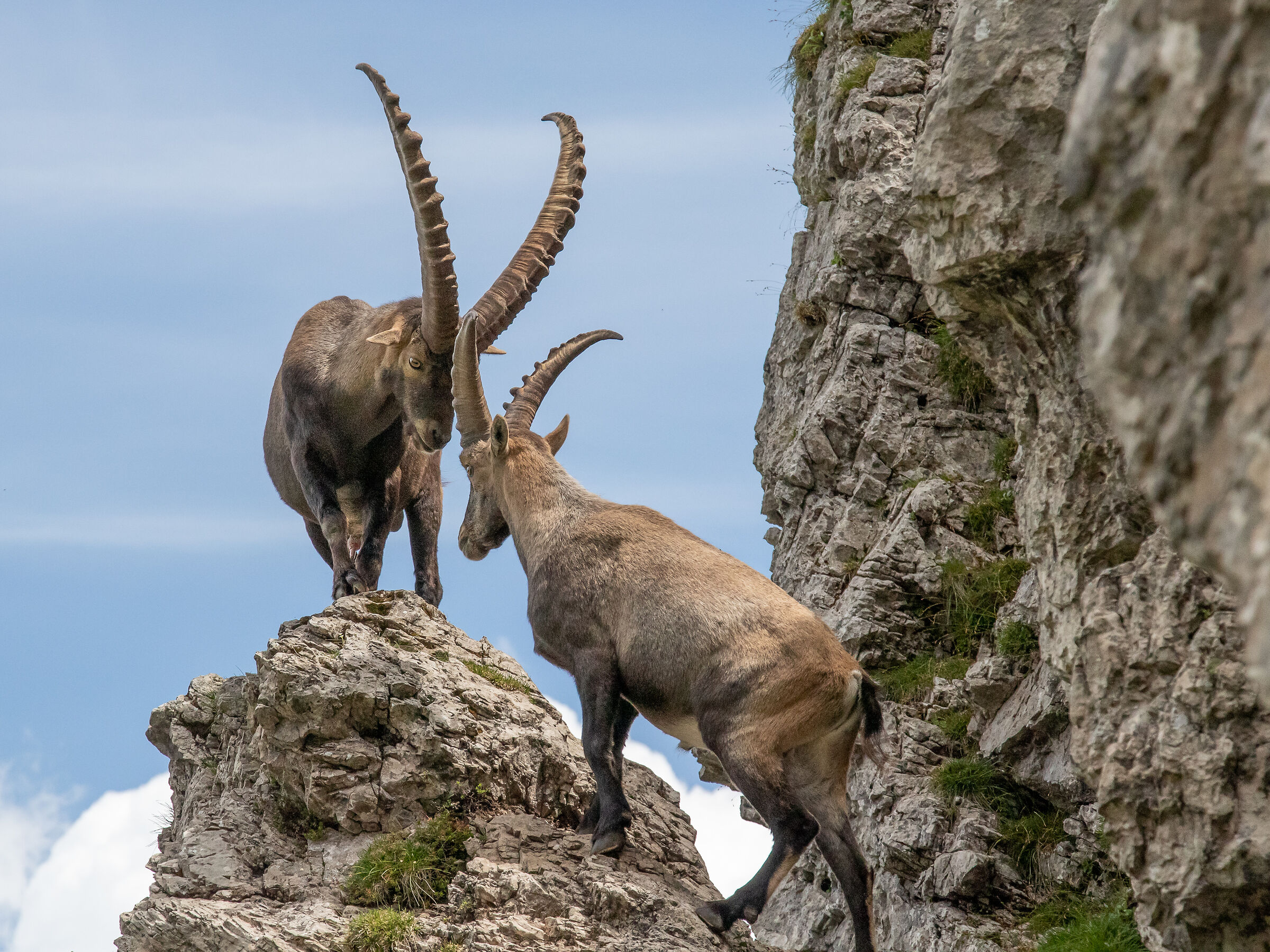 Stambecchi al passo di Suola