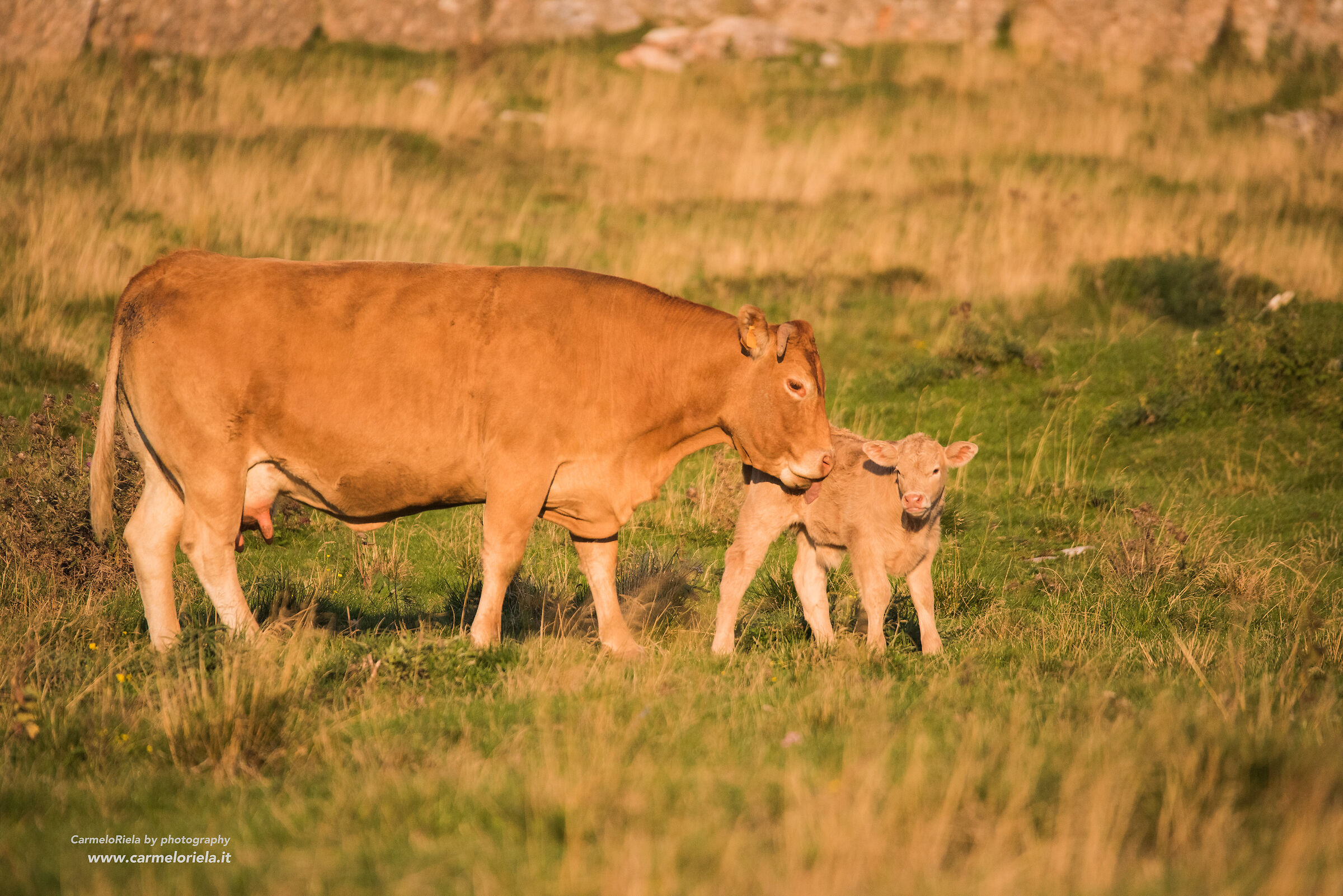 Mamma mucca lecca il suo vitello