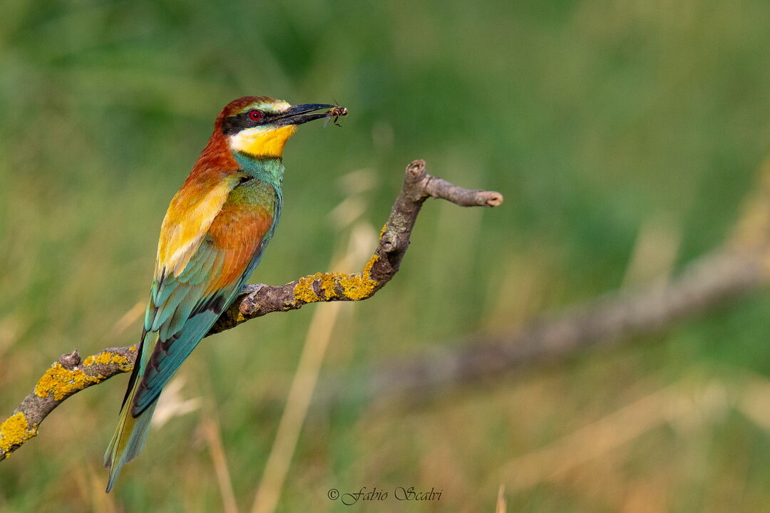 Bee-eater