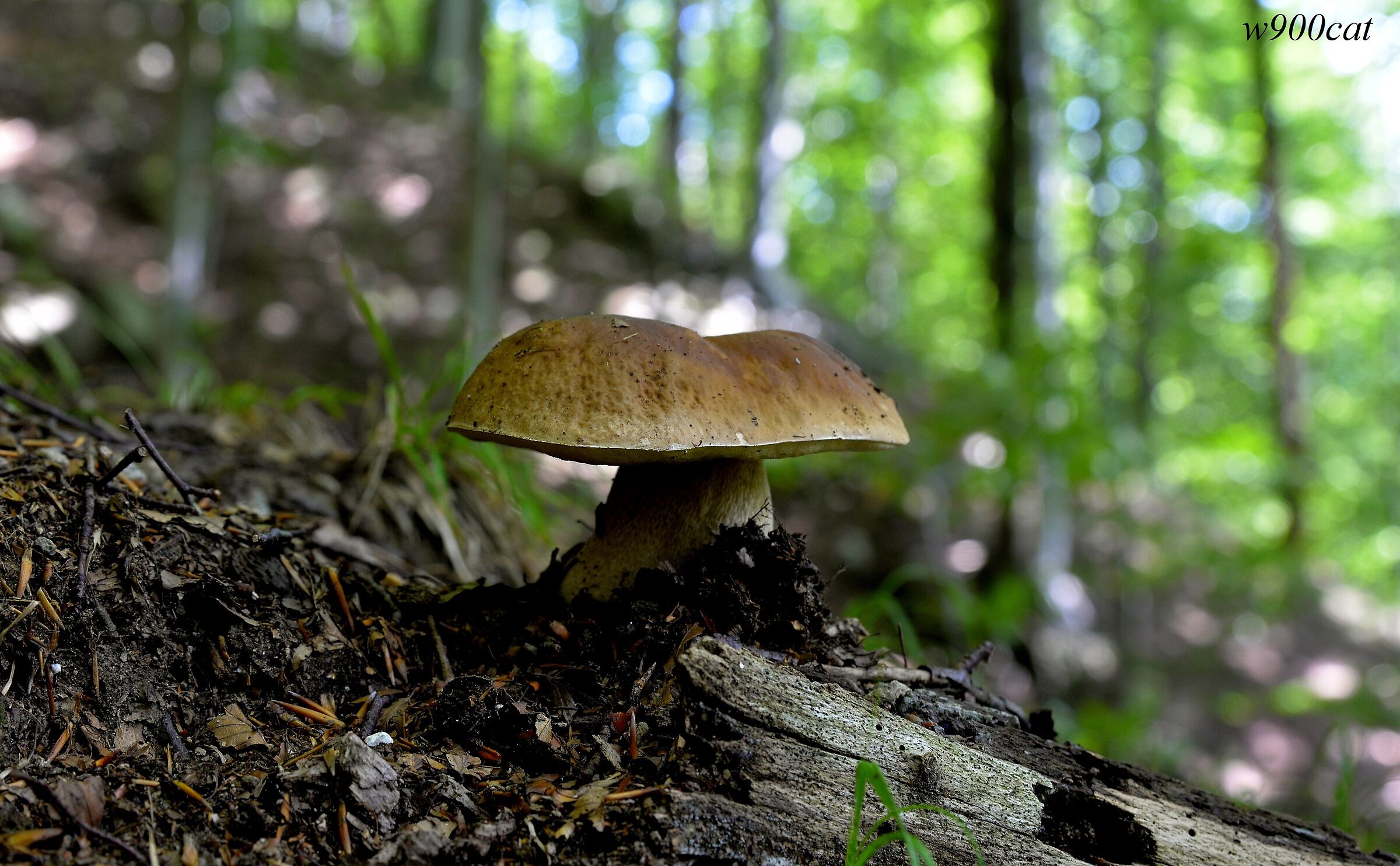 Tra i sali e scendi nel bosco