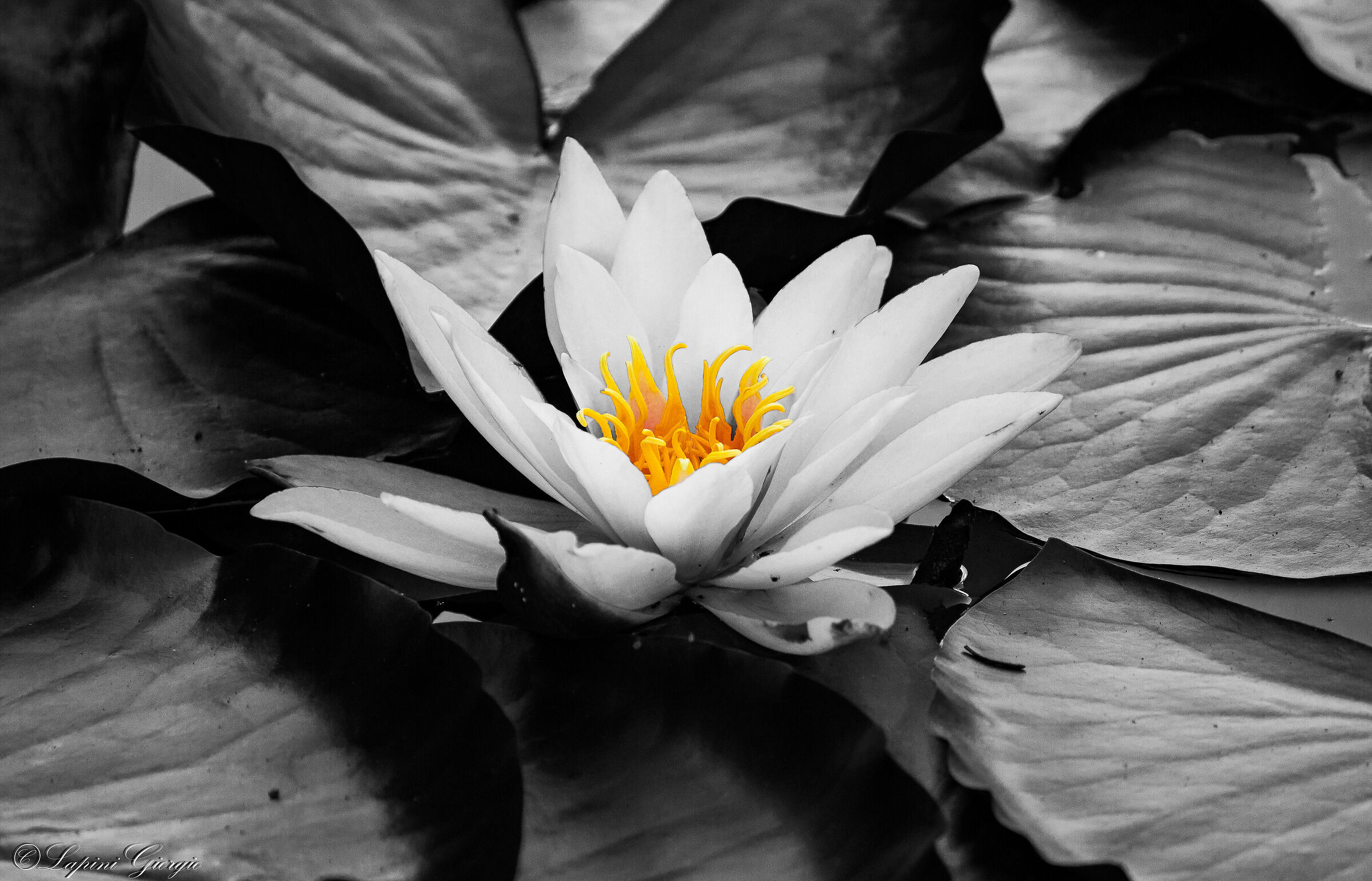 Ninfea B&W con nota di colore