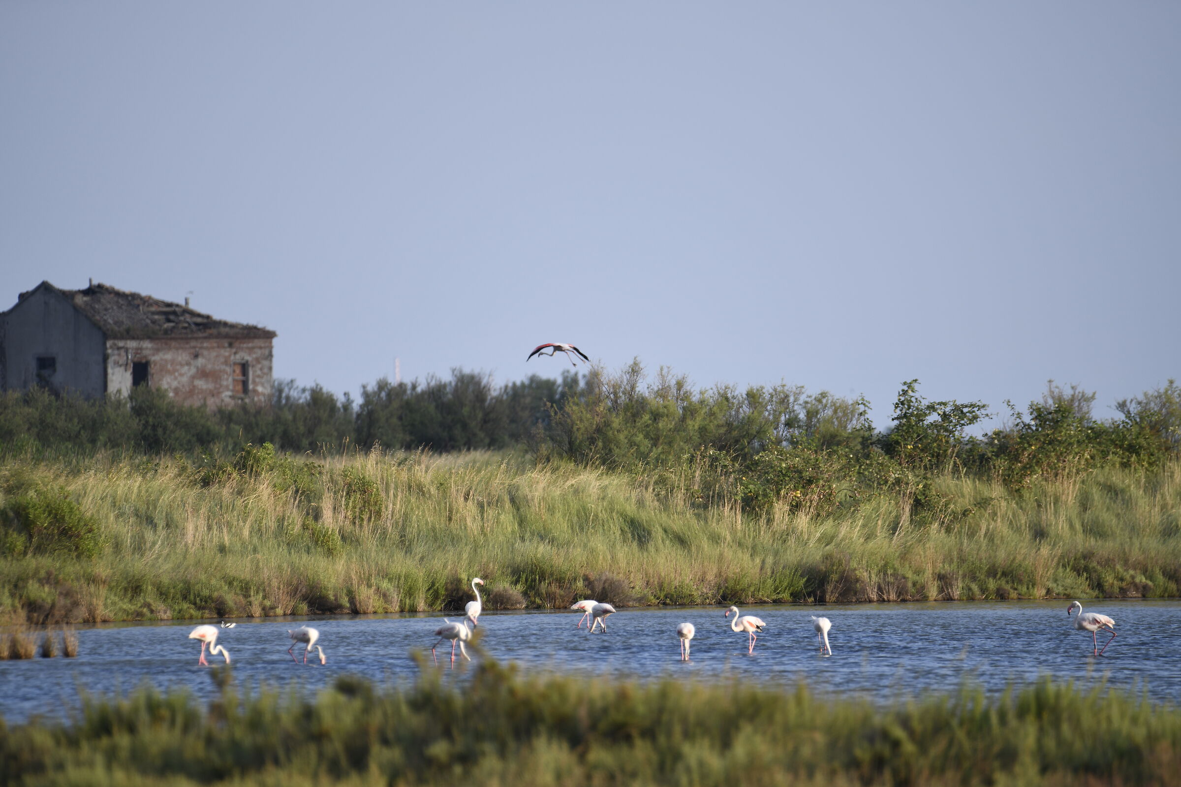 The starter of the reserve